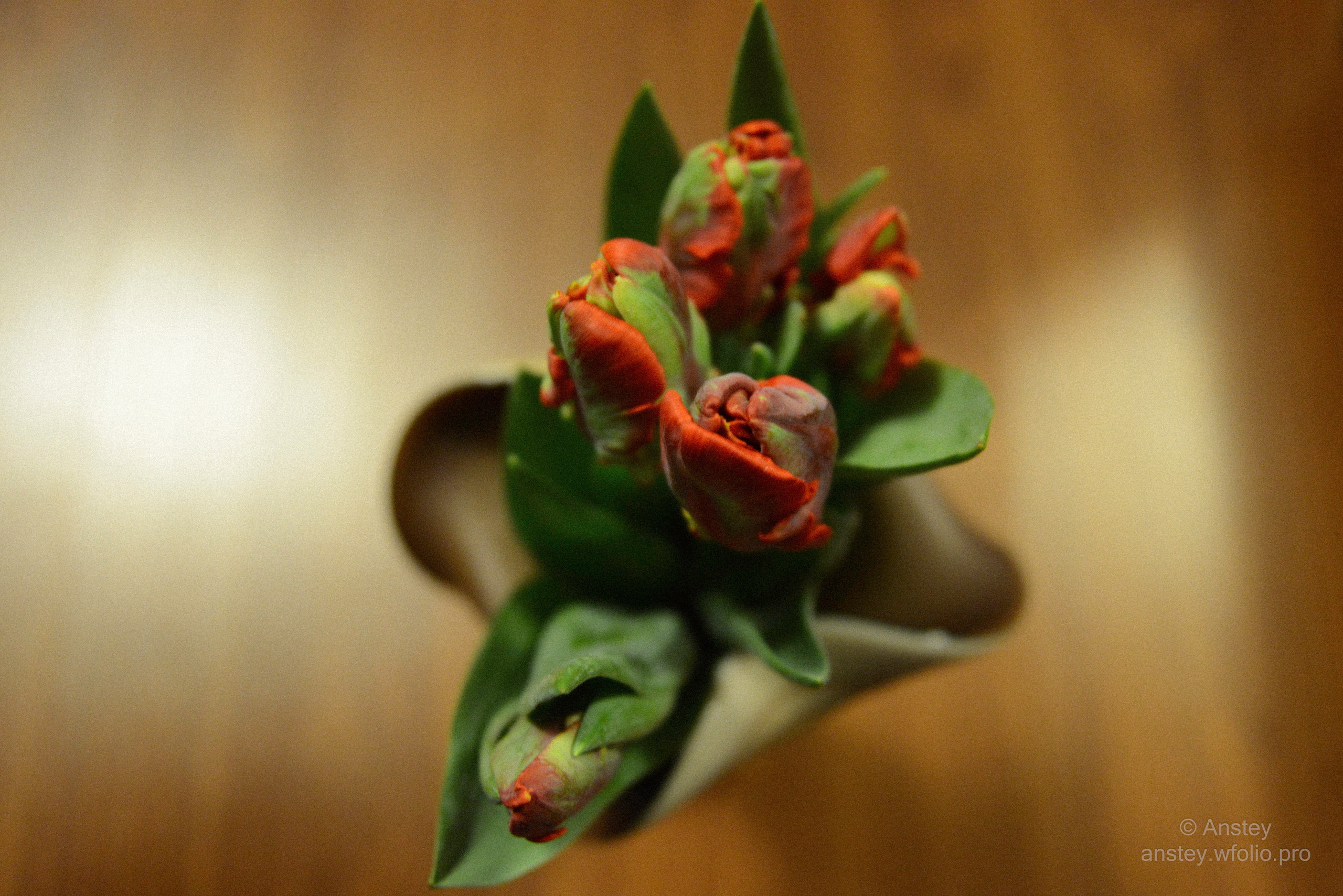 a close up of tulip flowers, a still life art photography