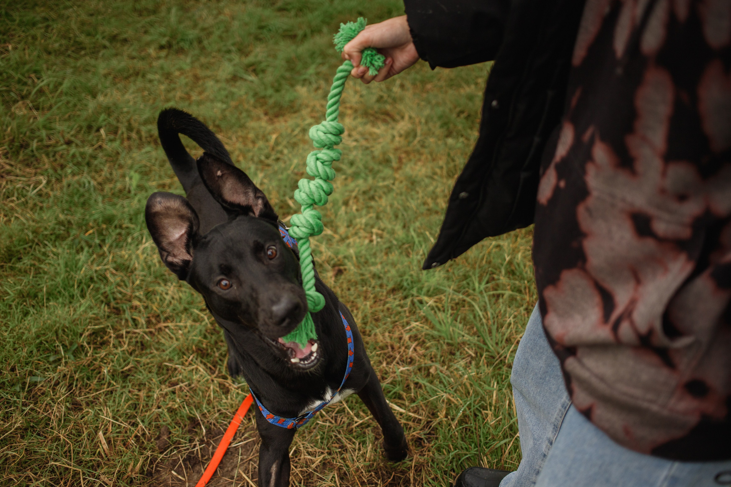 Отис ищет дом. Портретный фотограф в Санкт-Петербурге Катя Протасевич