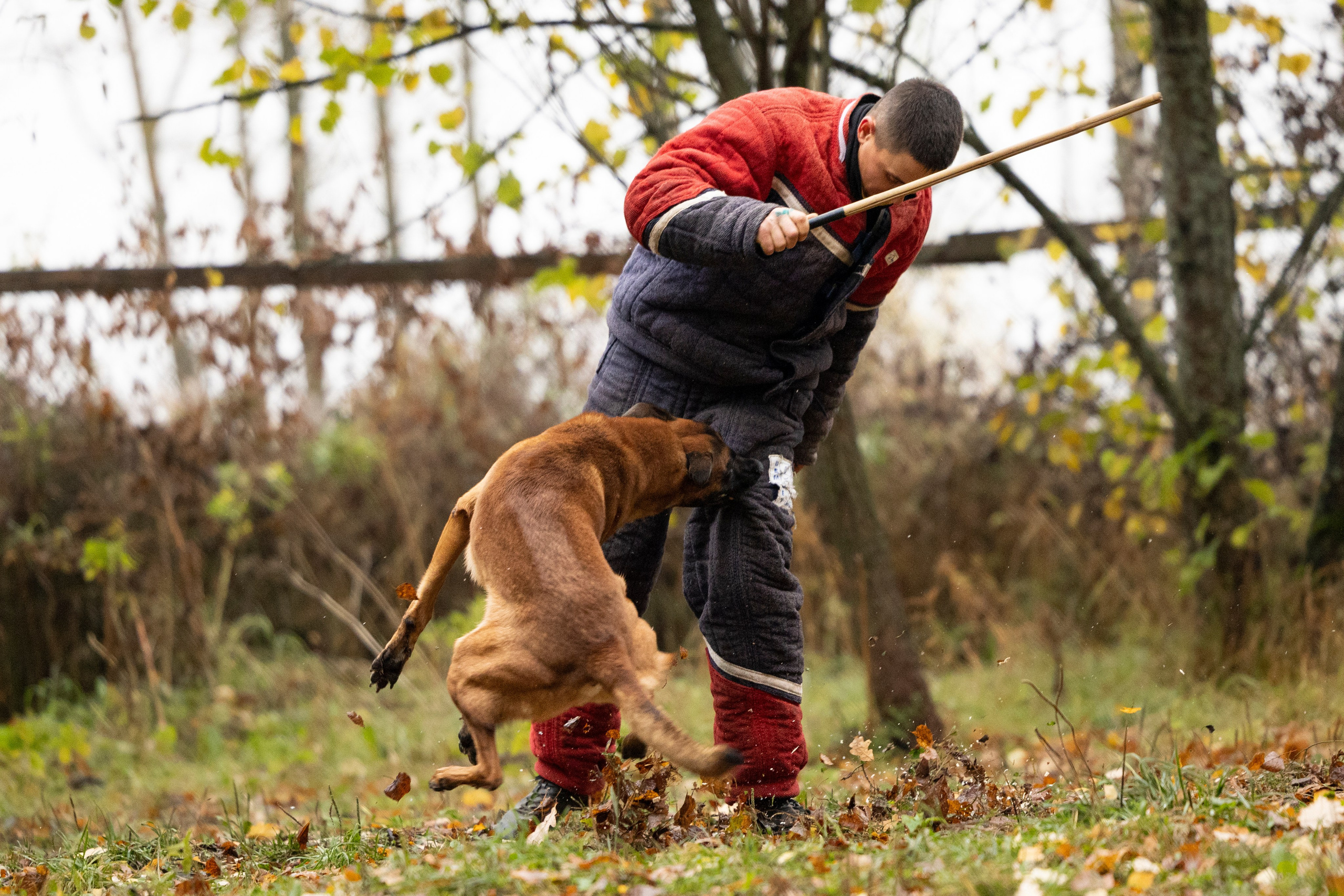 Соревнования по Мондьорингу г. Вологда. Фотограф-анималист Анна Маринич