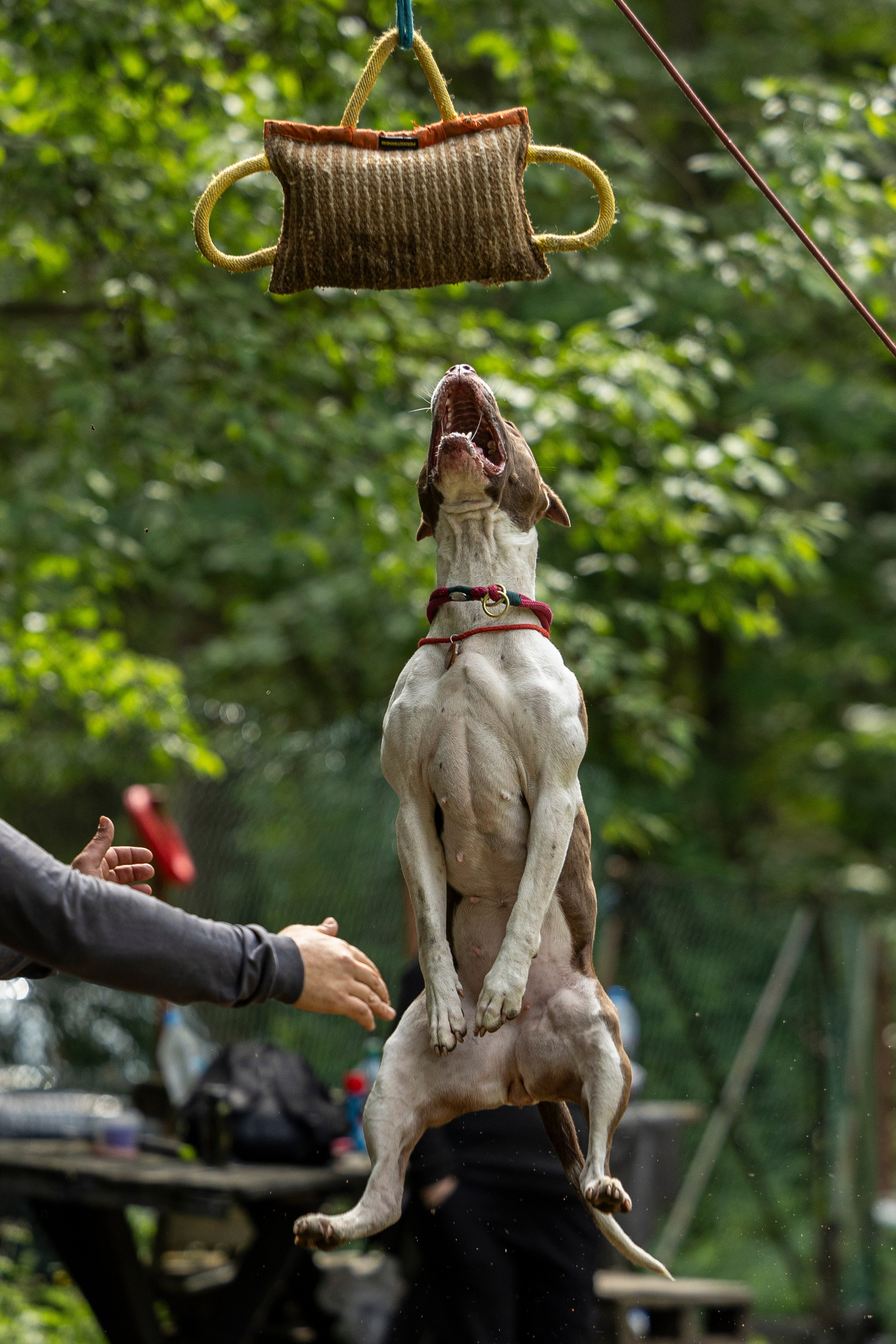 Пит-стафф многоборье. Фотограф-анималист Анна Маринич