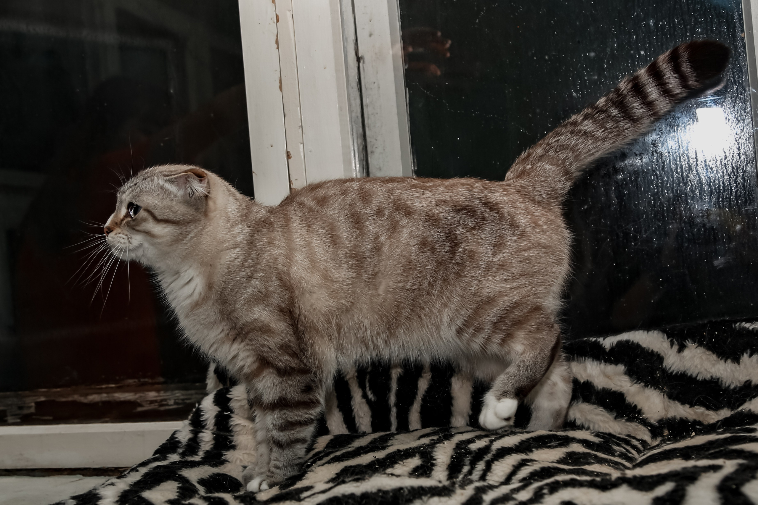 Приют Кошкин Дом Филимоша. Ваш фотограф в Оренбурге Рощупкина Екатерина