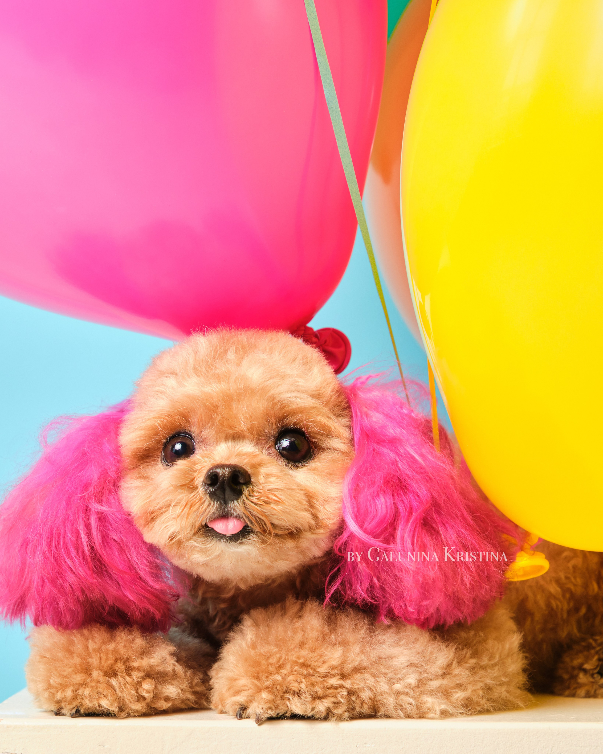 Мальтипу. Фотограф в Москве — Галунина Кристина