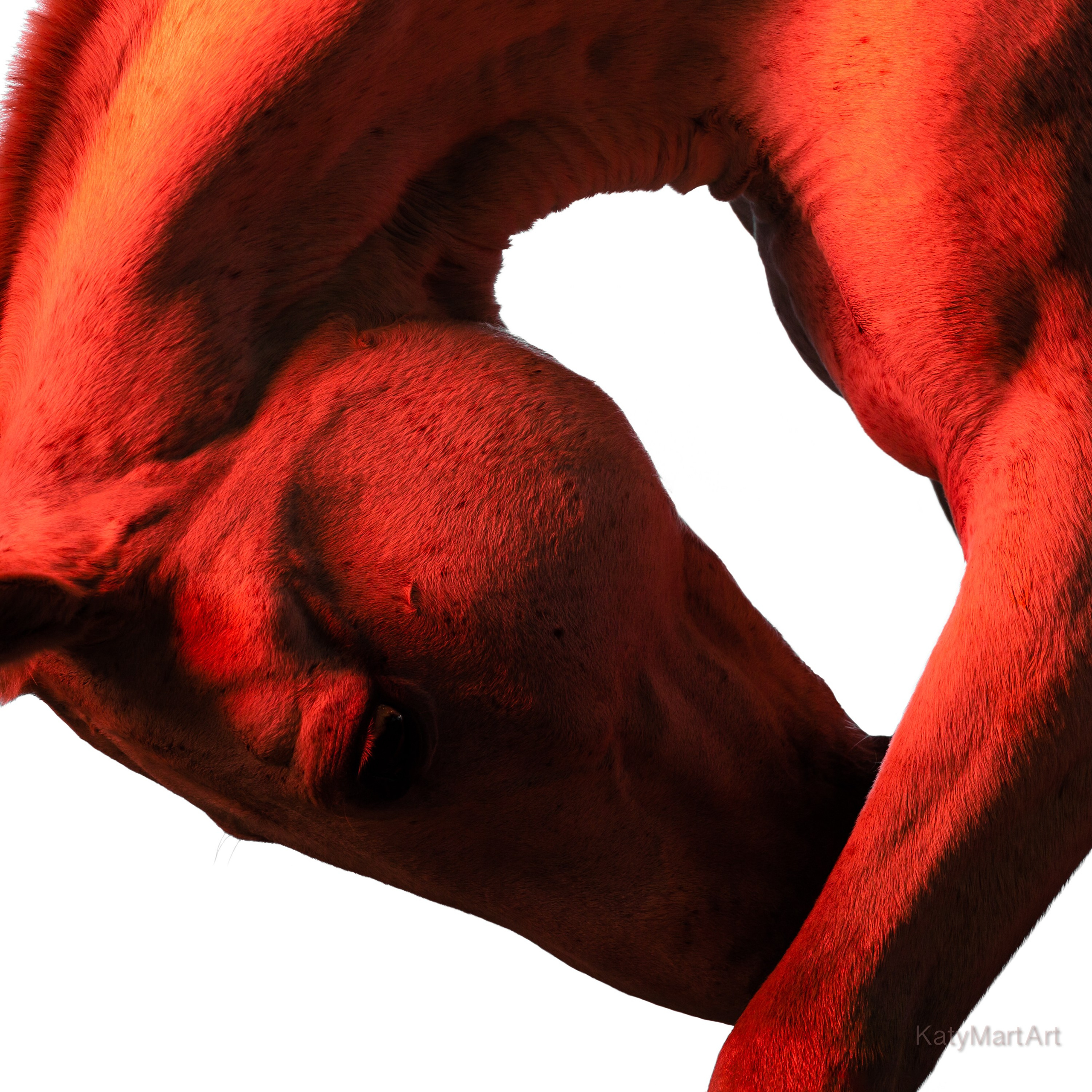 В красном. KatymartArt — Equine photography