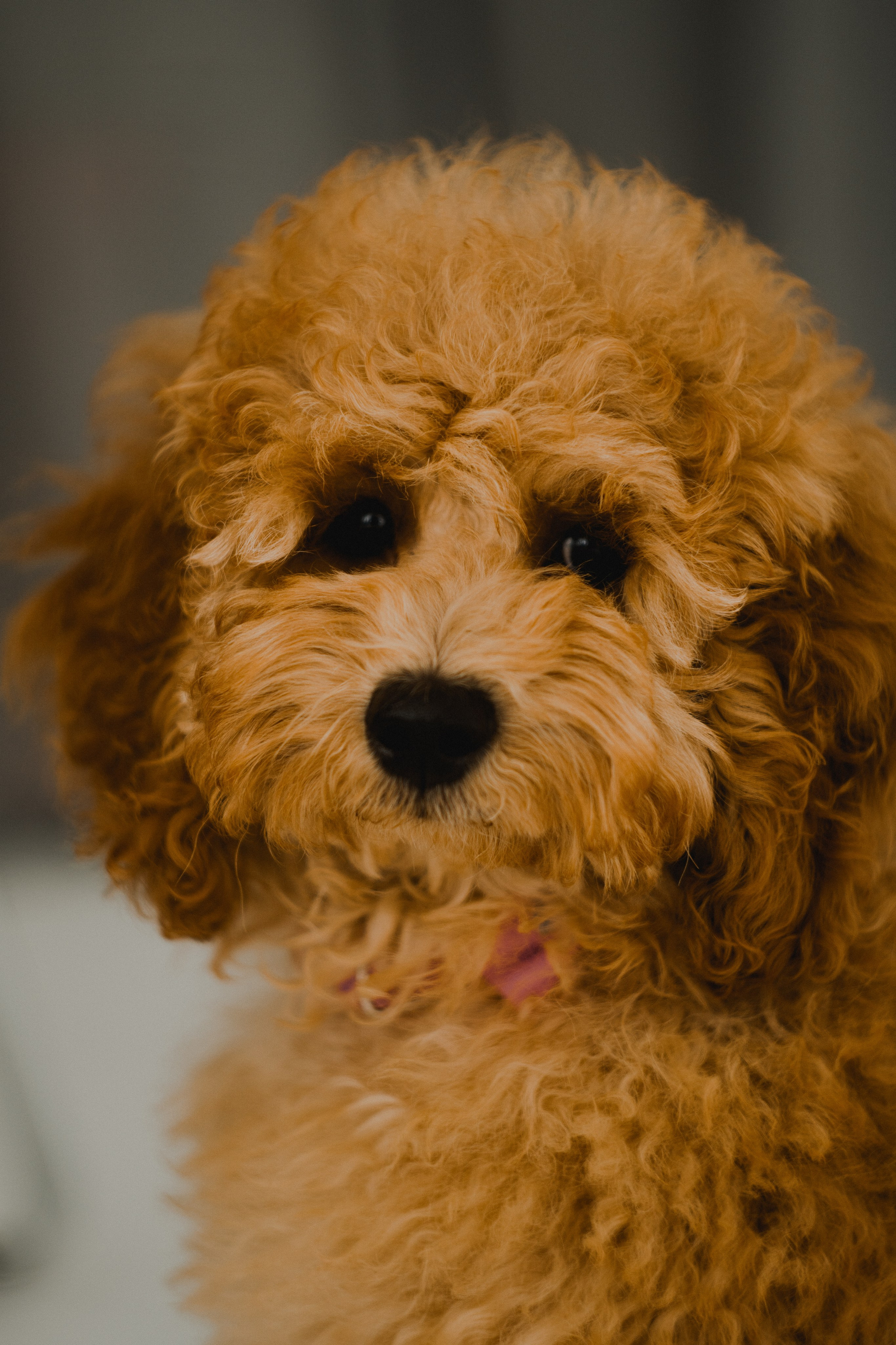 MAKSIM&TATIANA. MAX TIHANKOV