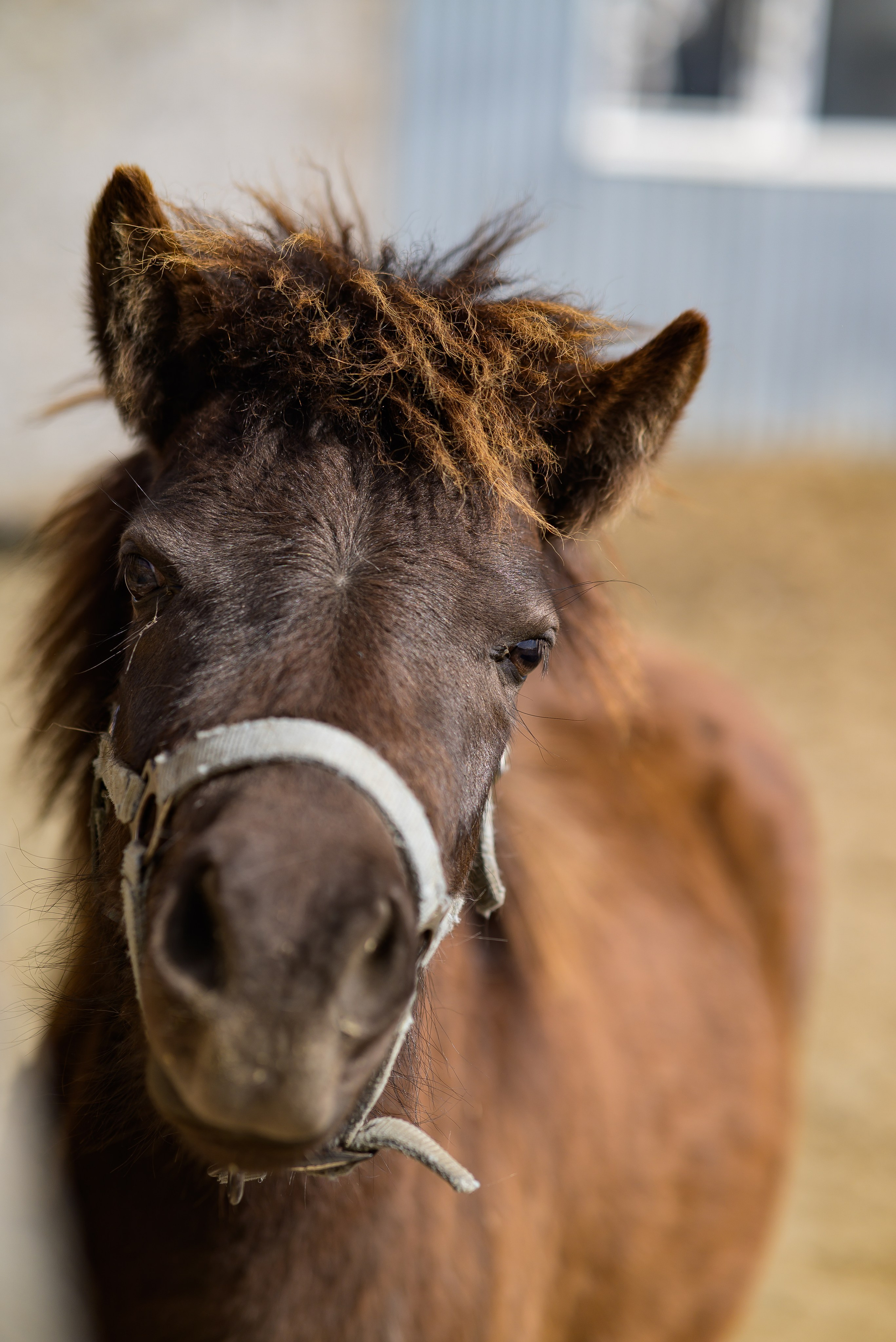 Съёмки с лошадьми. Фотограф Краснодар Наталья Сувит