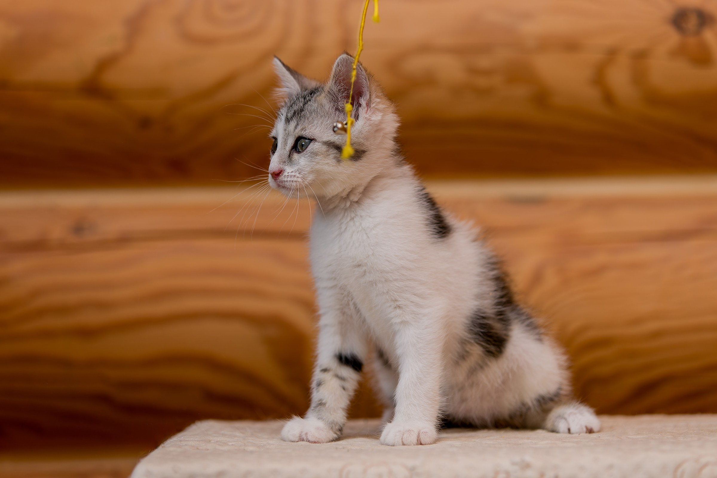 Котята. Irenephoto.ru