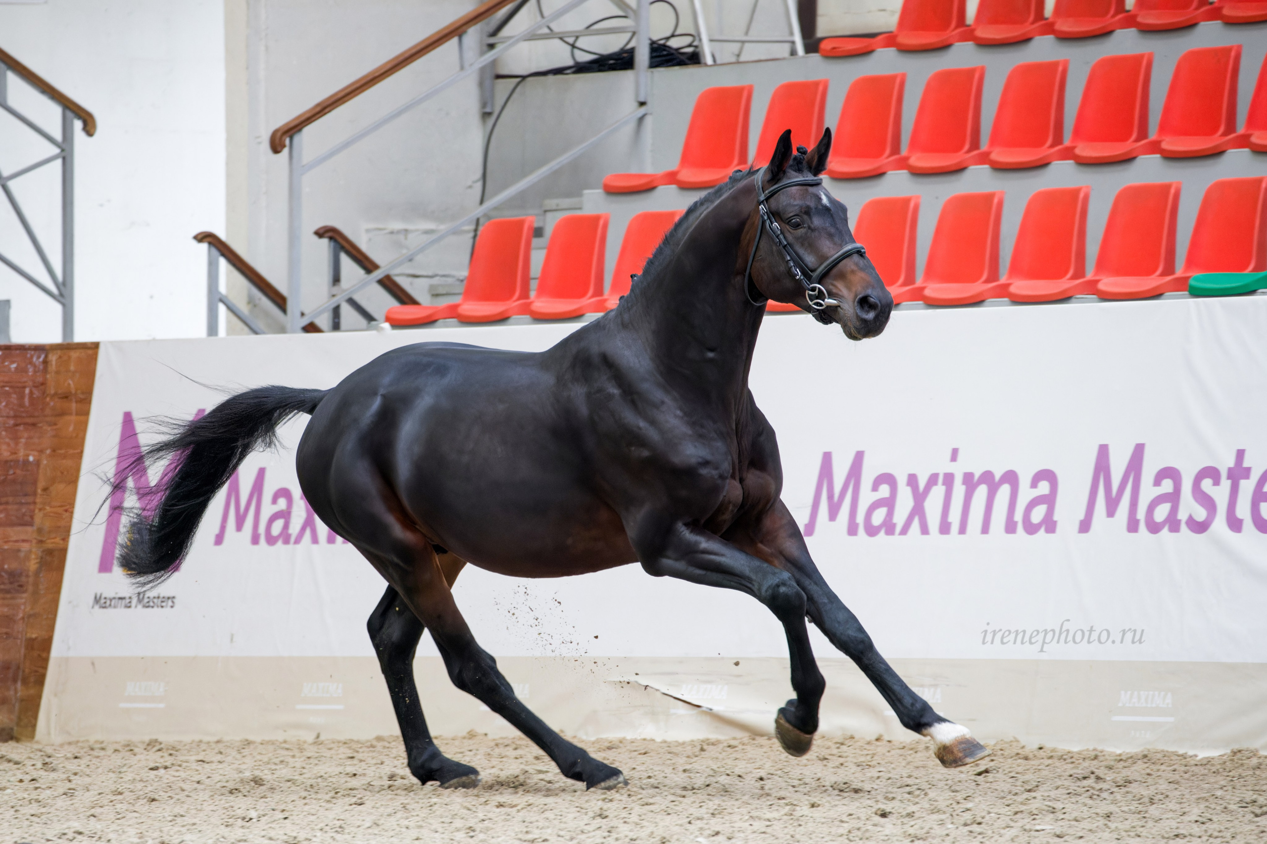 Конная Россия 2024 Оценка двигательных качеств. Irenephoto.ru