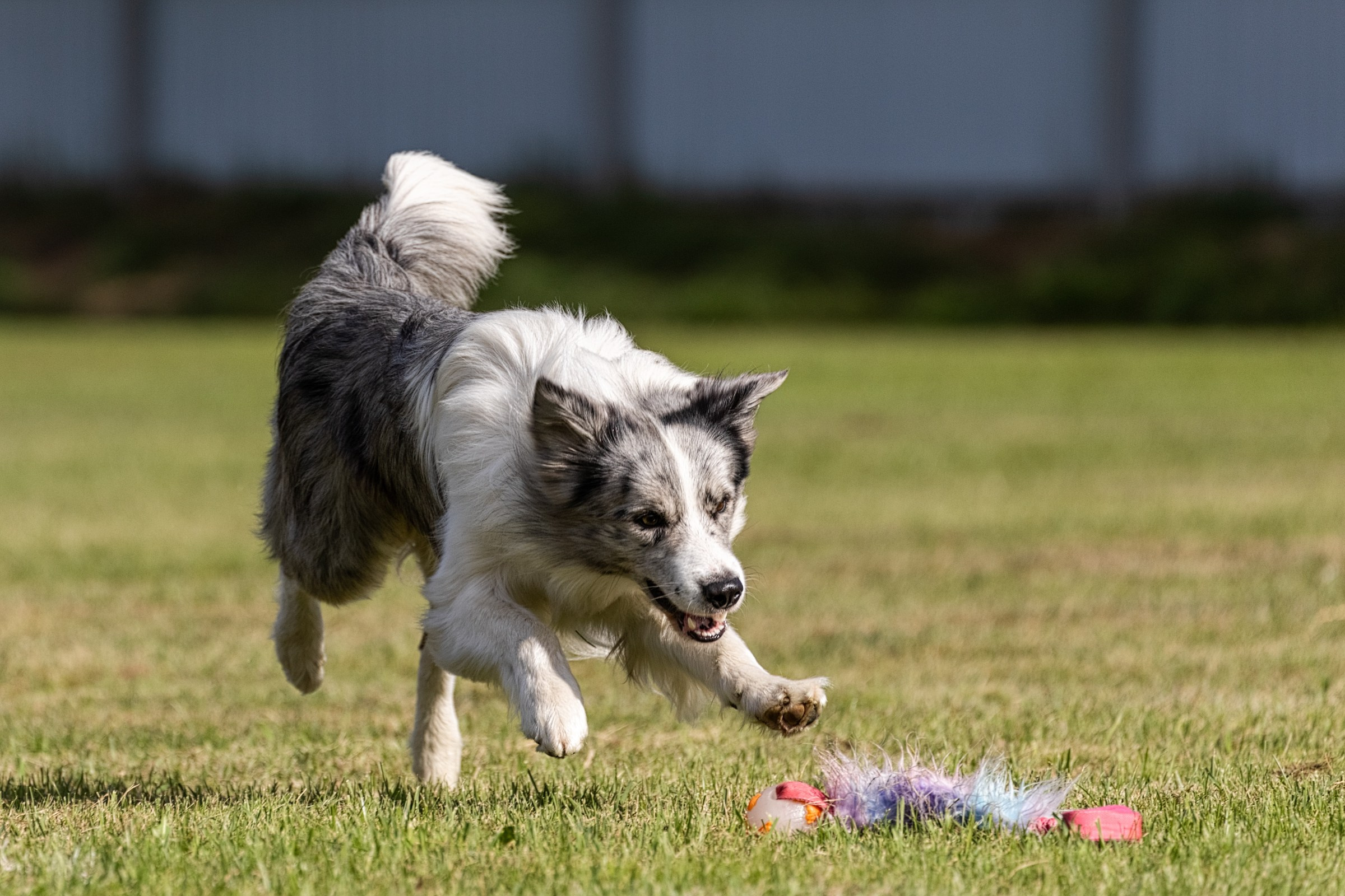 Дог-фризби. Irenephoto.ru