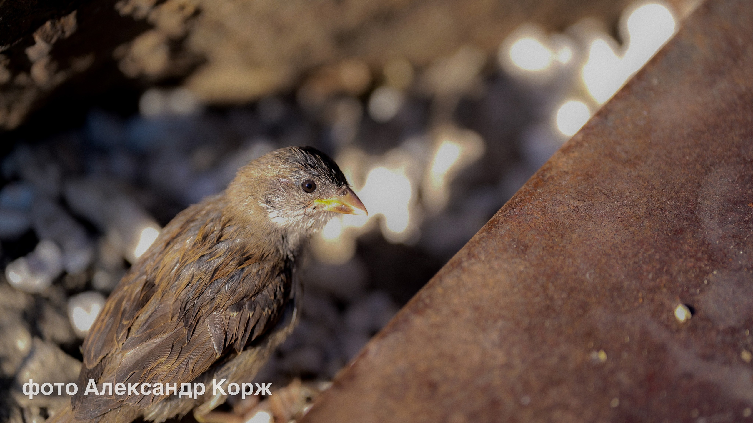 Животные. Фотографии и видеосъемка, Айхал, Удачный, Якутия. Фотографии Айхал