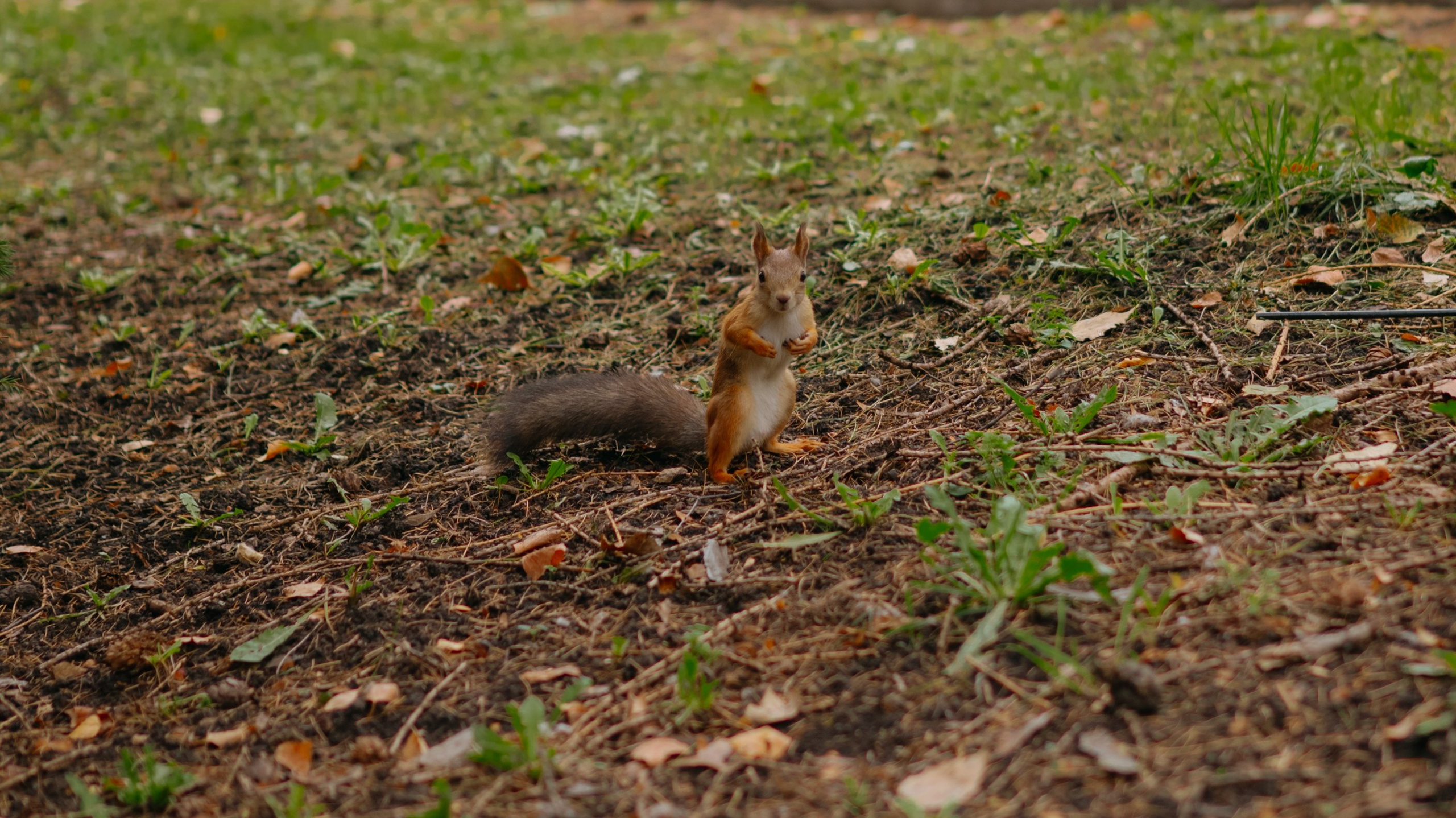 Булат и Аэлита. Свадебный фотограф Уфа Дарья Насырова