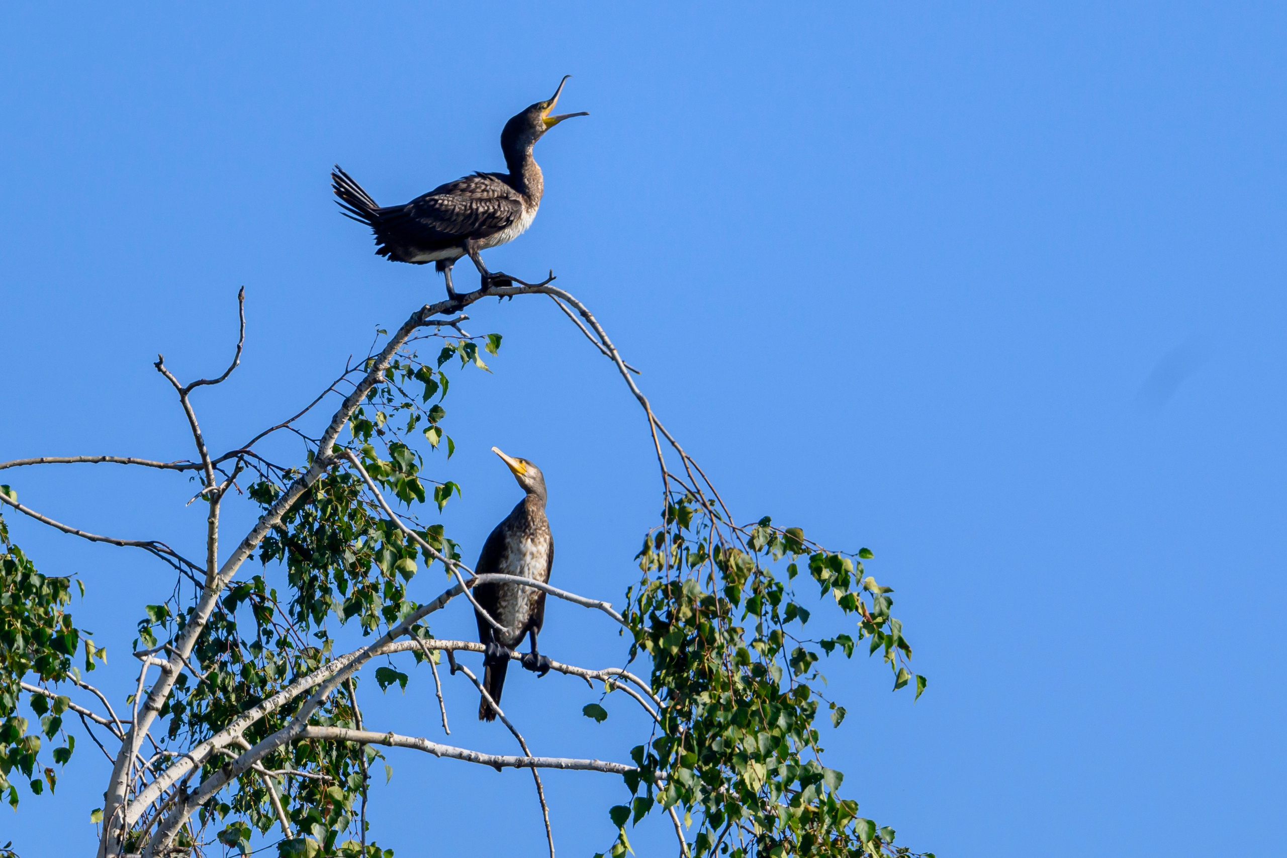 Бакланы и орлан-белохвост. Cormorants and white-tailed eagle. Фотограф Сергей Пупонин