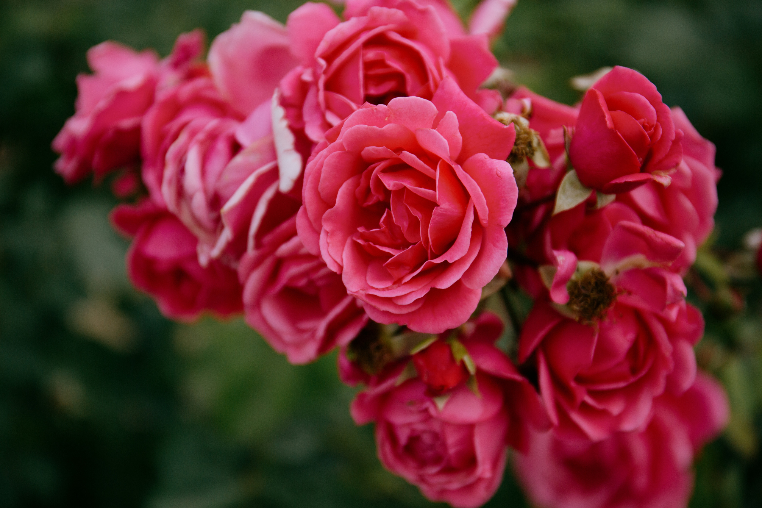 *. Свадебный и портретный фотограф