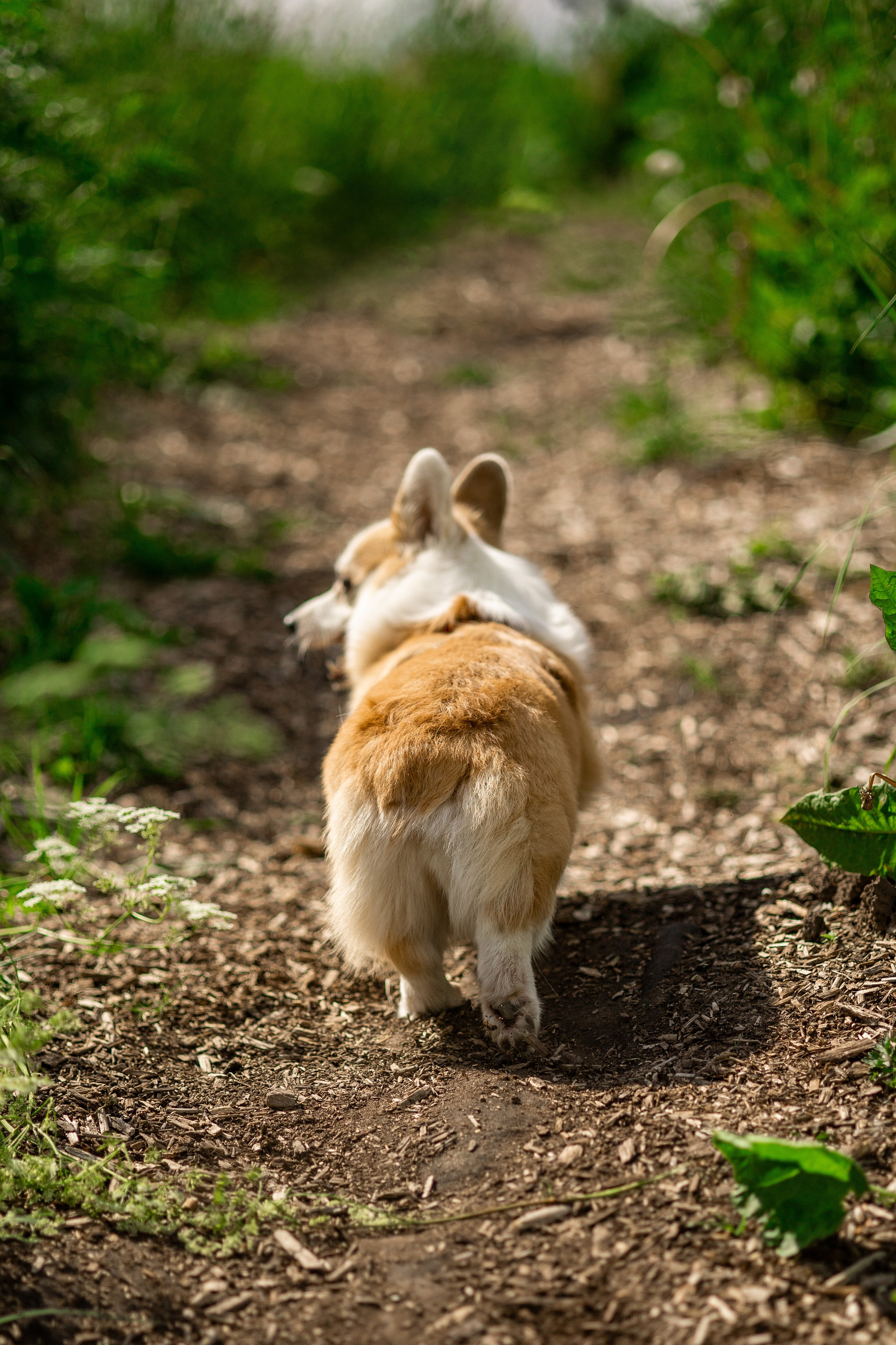 Съемка с собакой. Анастасия Белаш
