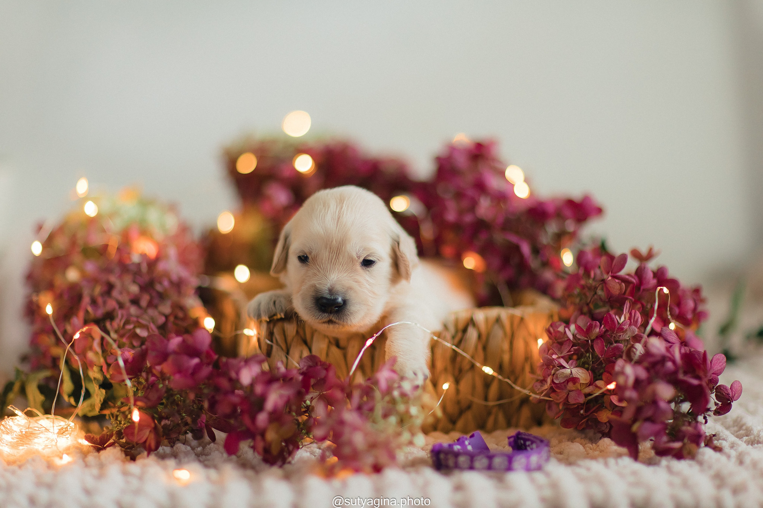 Фиолетовая лента. Свадебный и женский фотограф