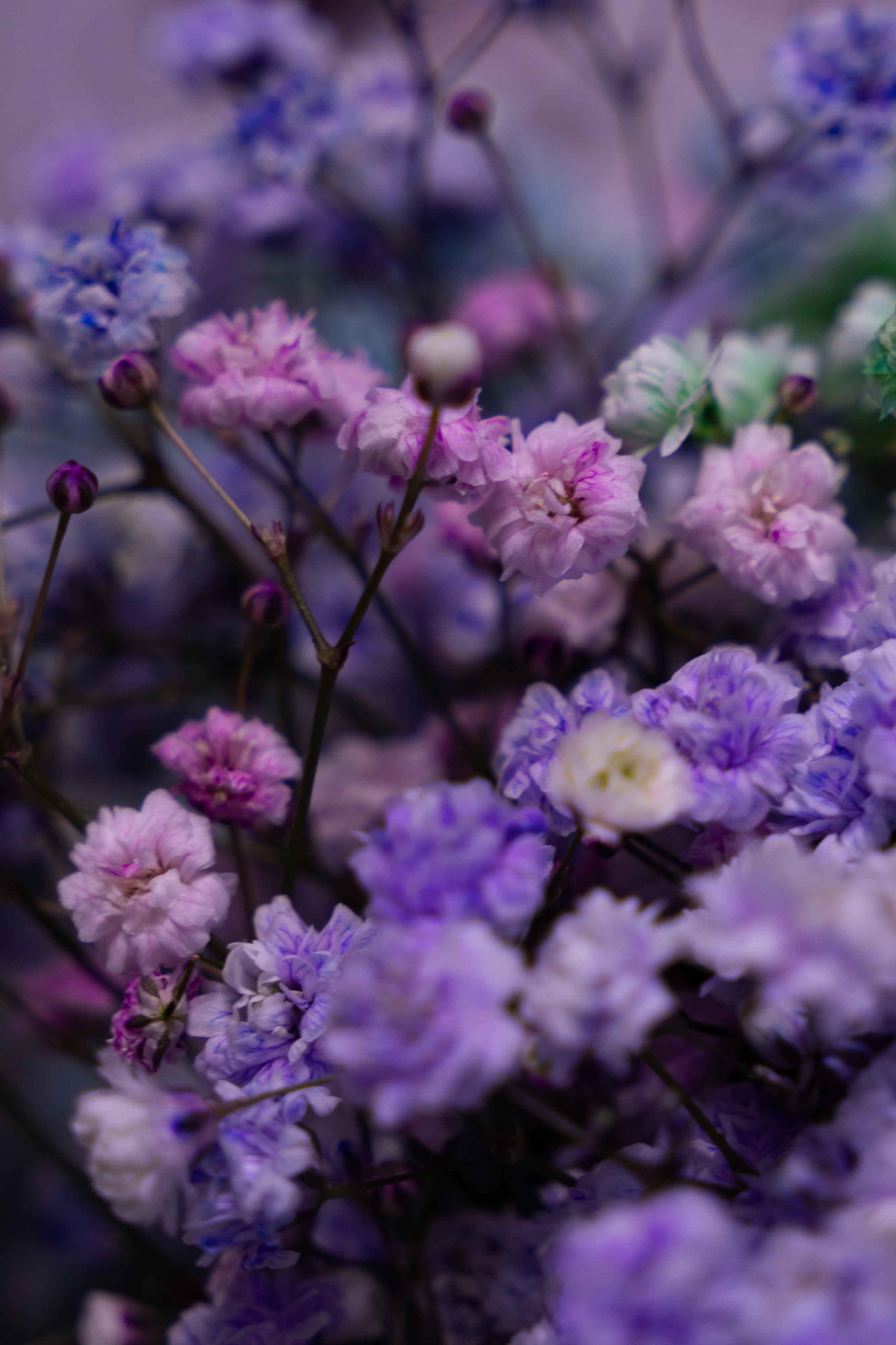 детали цветов, макросъемка