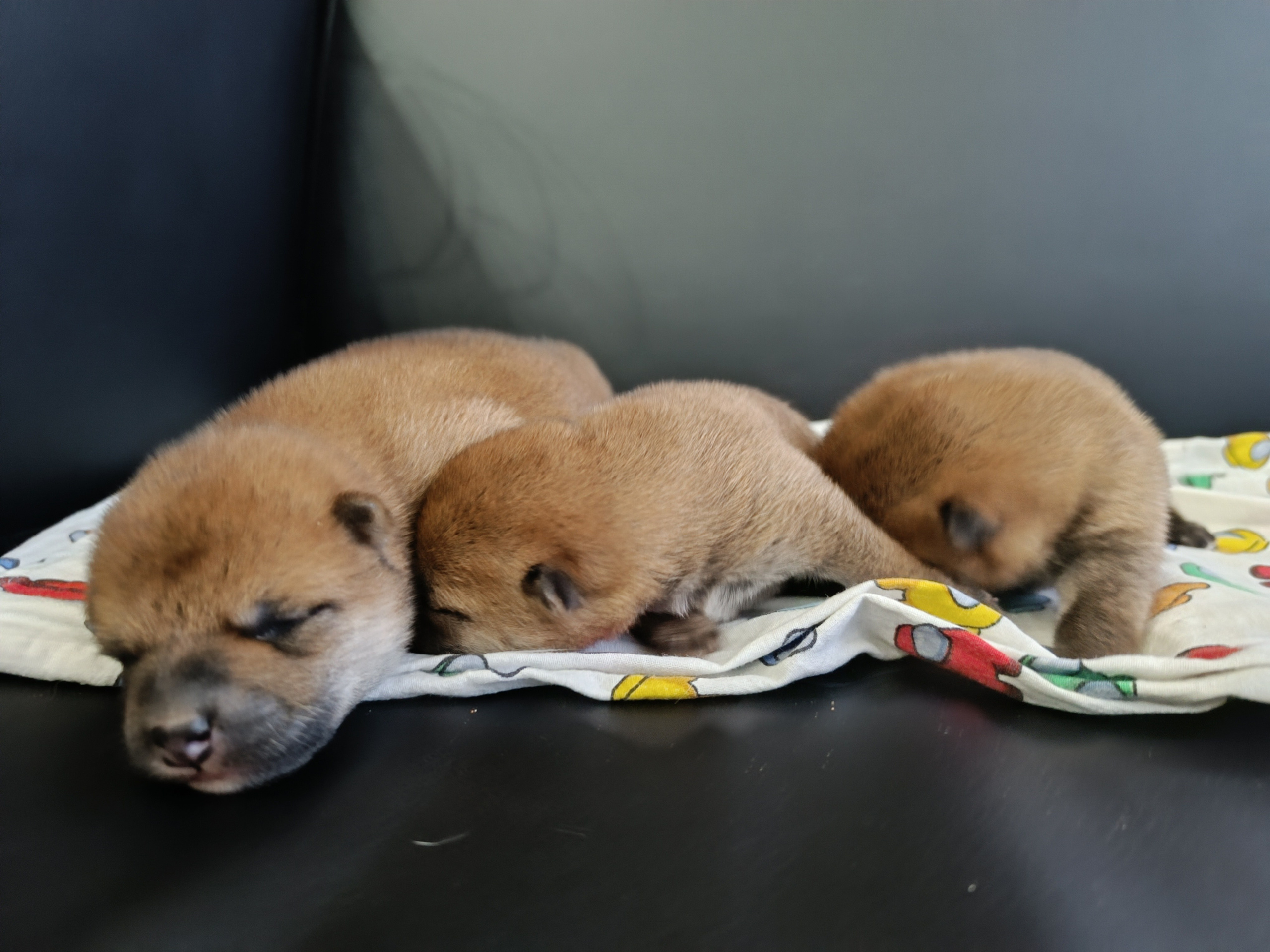 Общее Помет Л от 28.01.25. AMERICAN AKITA RUBYLIGHT KENNEL I SHIBA-INU