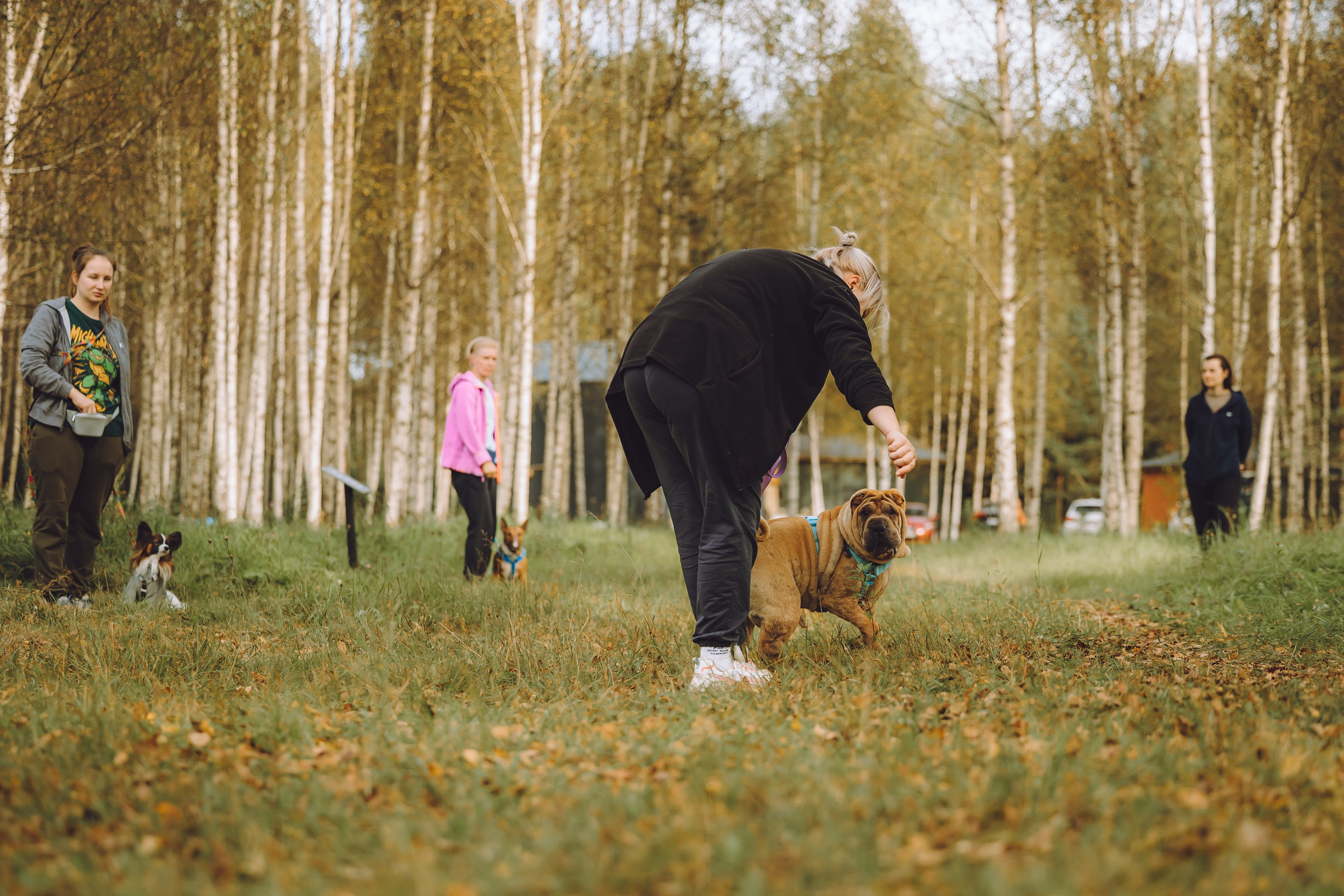 Выездной дог-тренинг от школы «Шерсть имею», Тованово