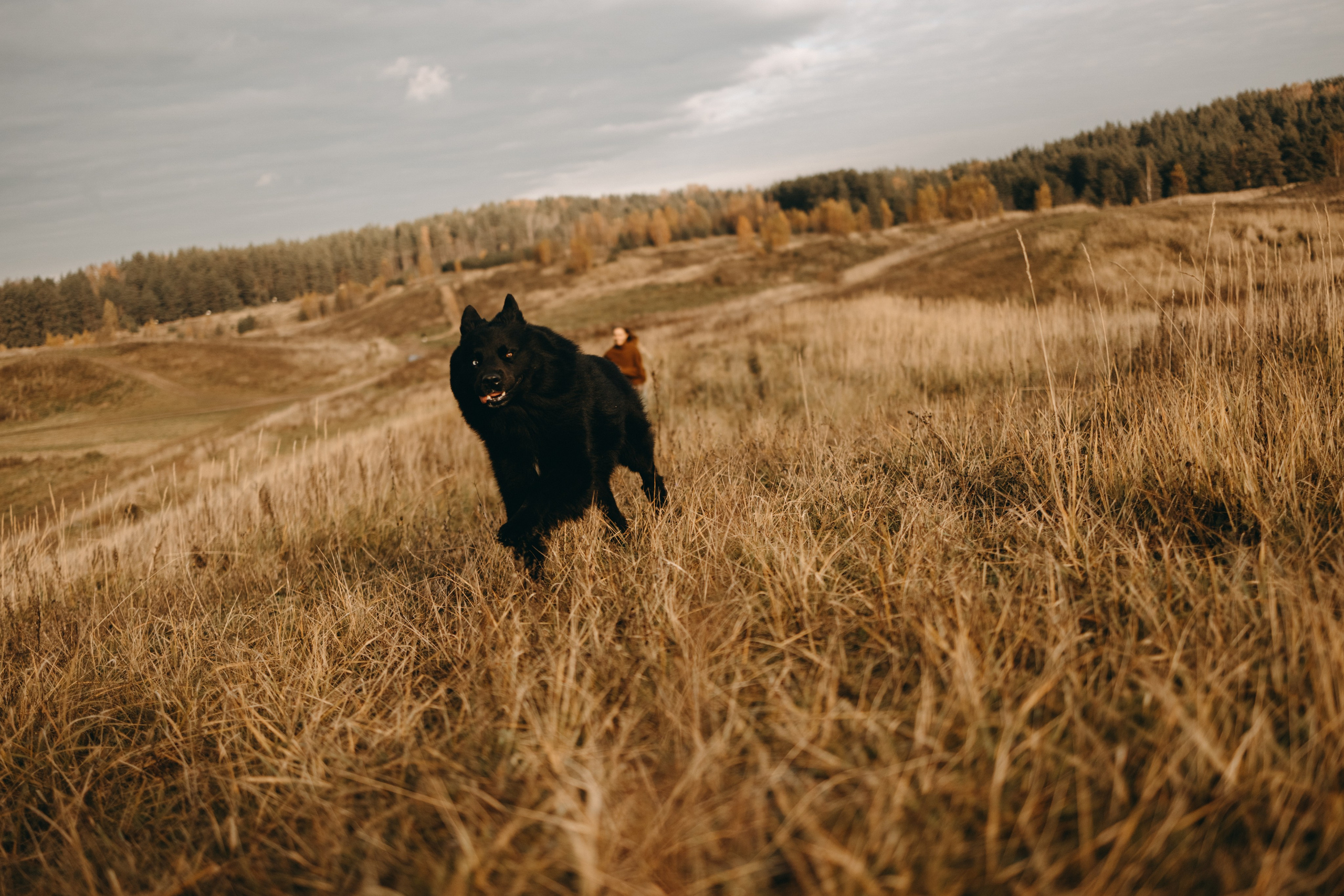 Лора и Джанго. Фотограф — Анималист | Санкт-Петербург
