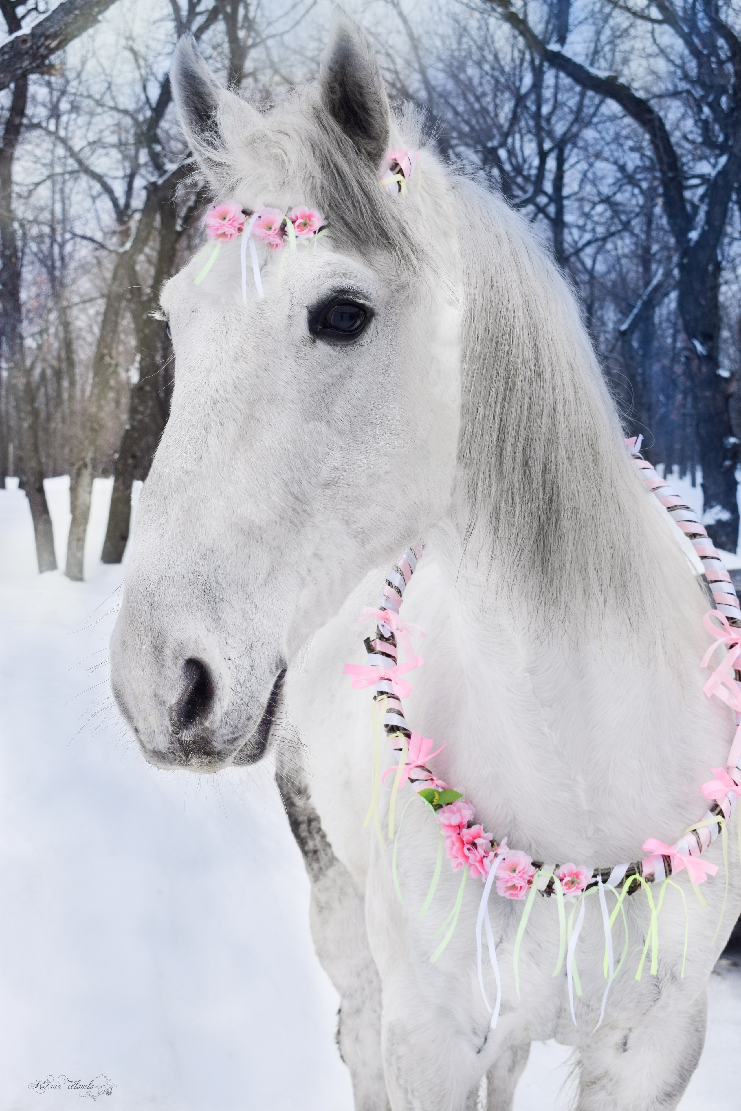 Масленица село Вязовка, 2019–2020 гг. Конный фотограф в Саратове Юлия Иванова