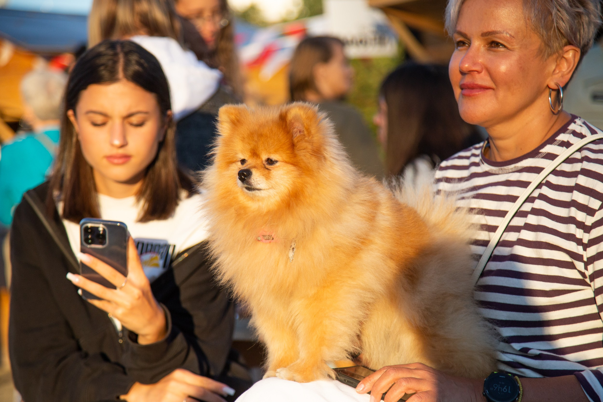 Венский фестиваль. Главная