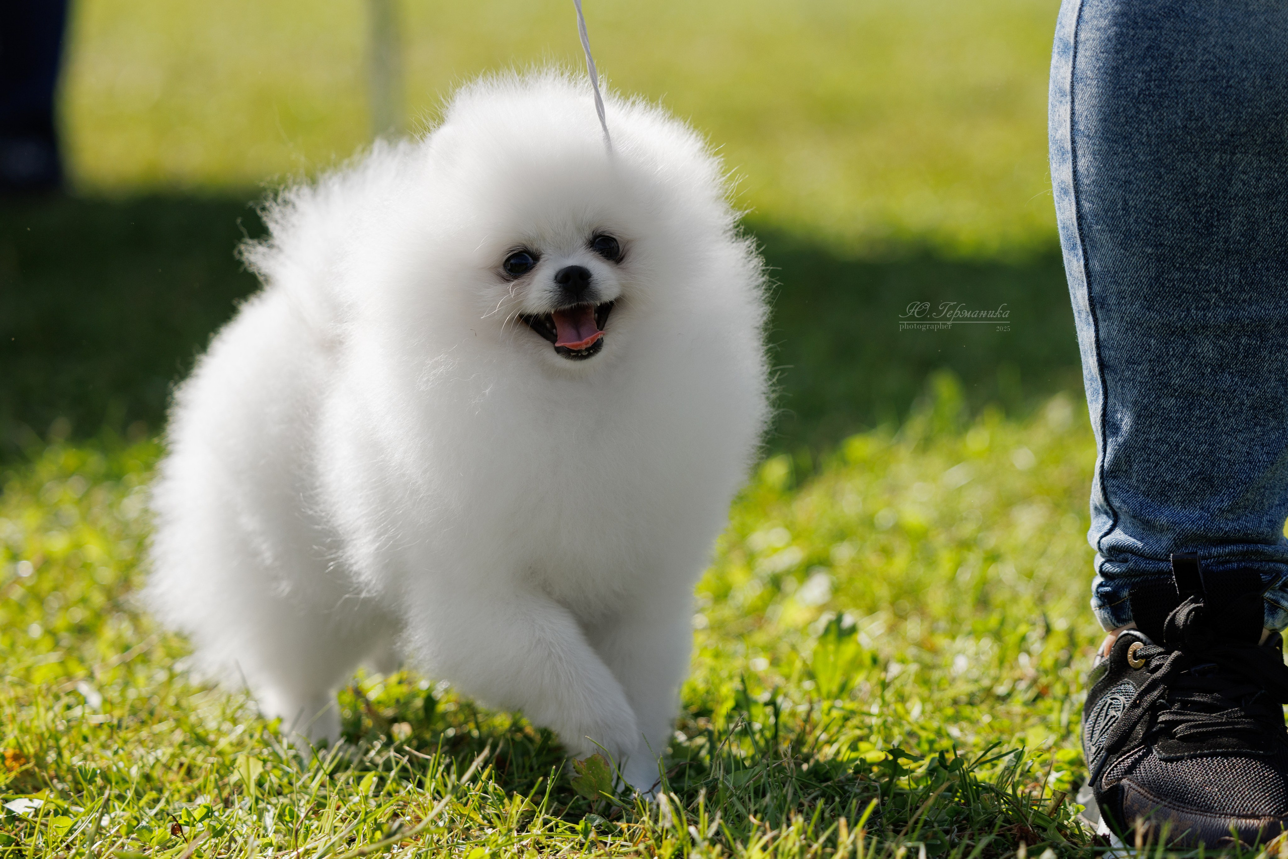 Зеленоград 13.09.2025. Фотограф-анималист Юлия Германика