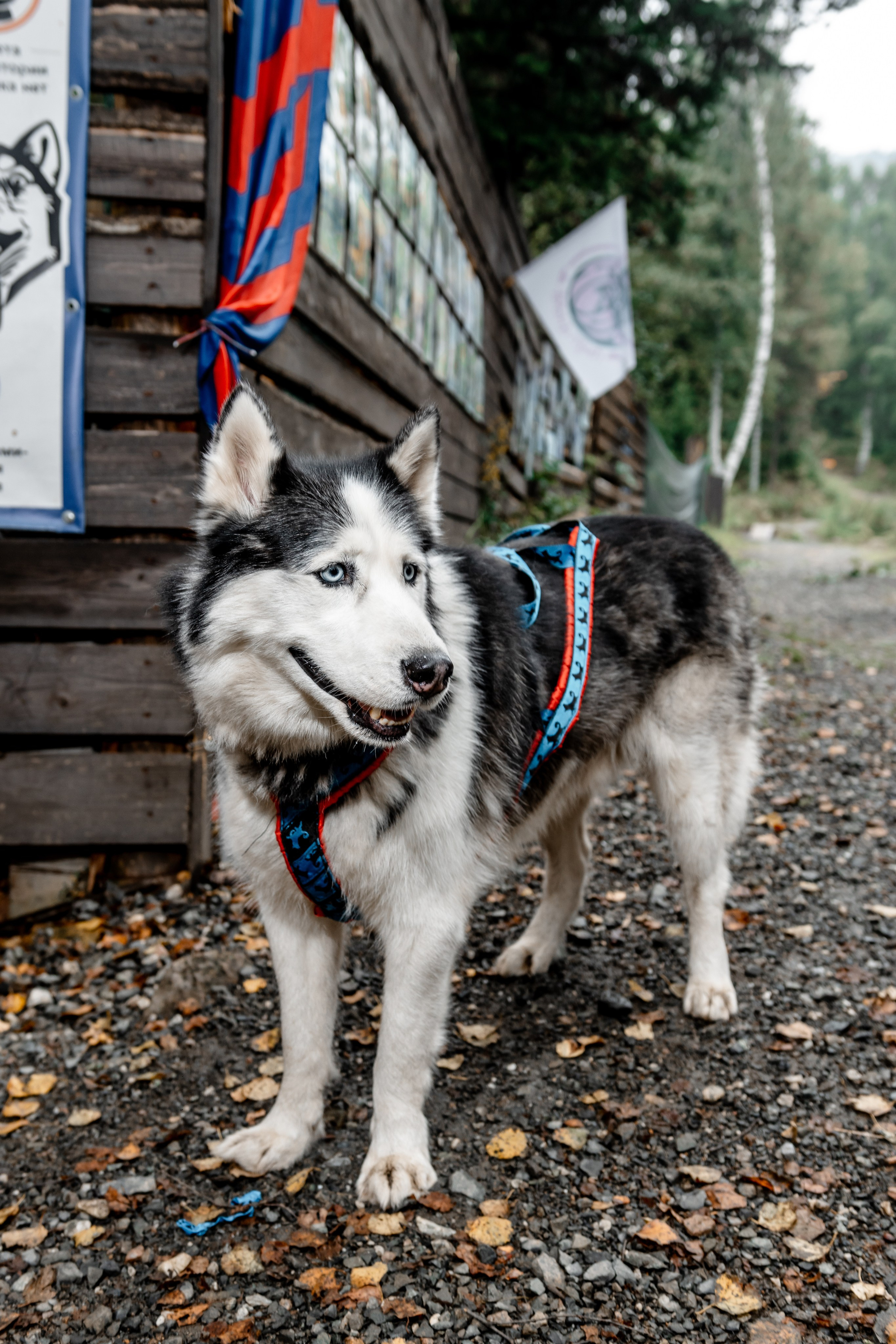 Дог-треккинг