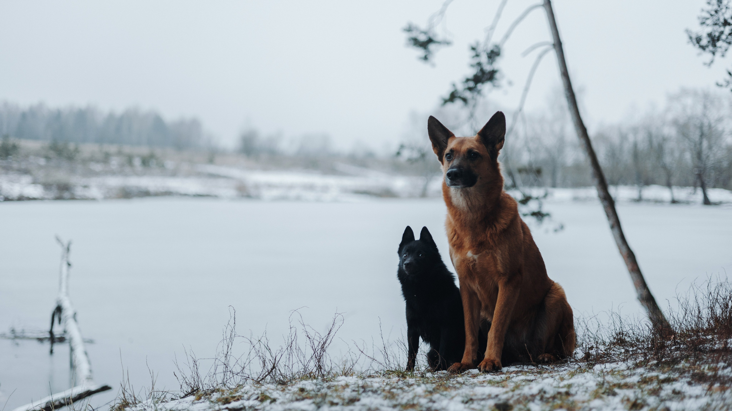 Юля, Лара и Йоми. Фотограф-анималист Богданова Полина
