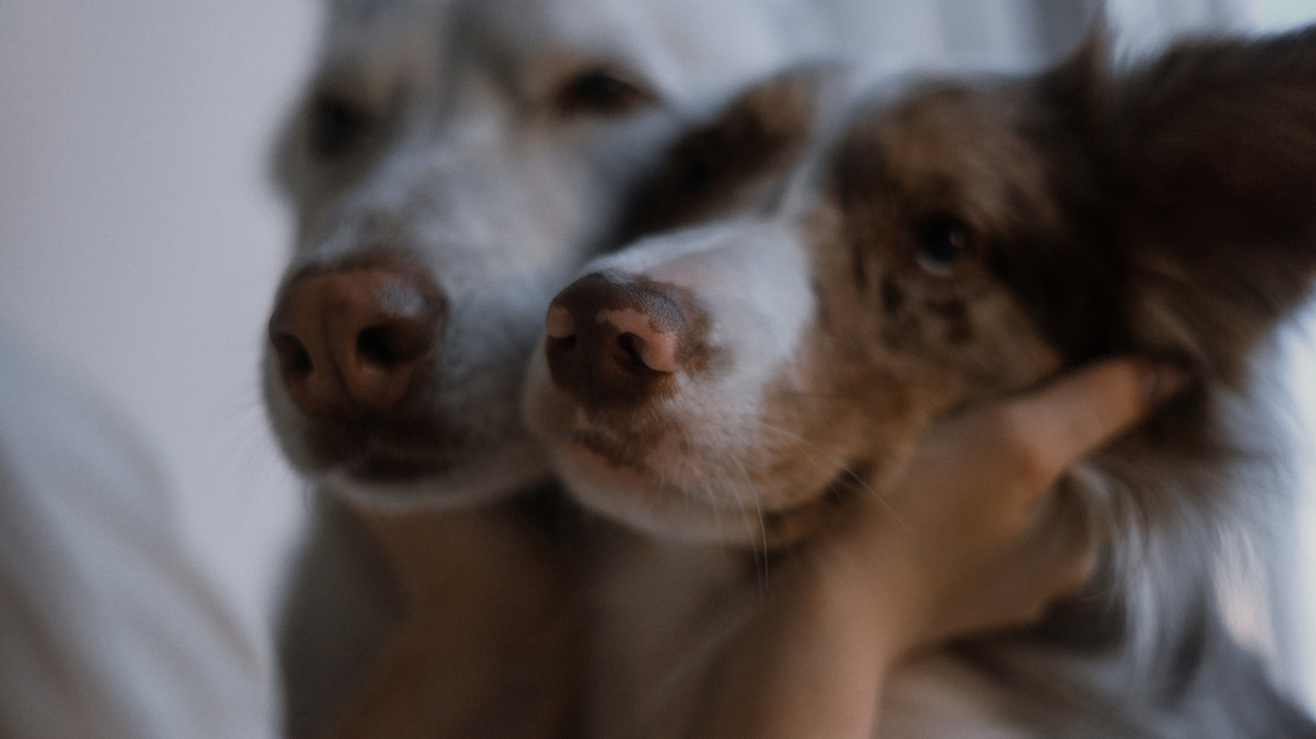 Аня, Дэймон и Грэй. Фотограф-анималист Богданова Полина
