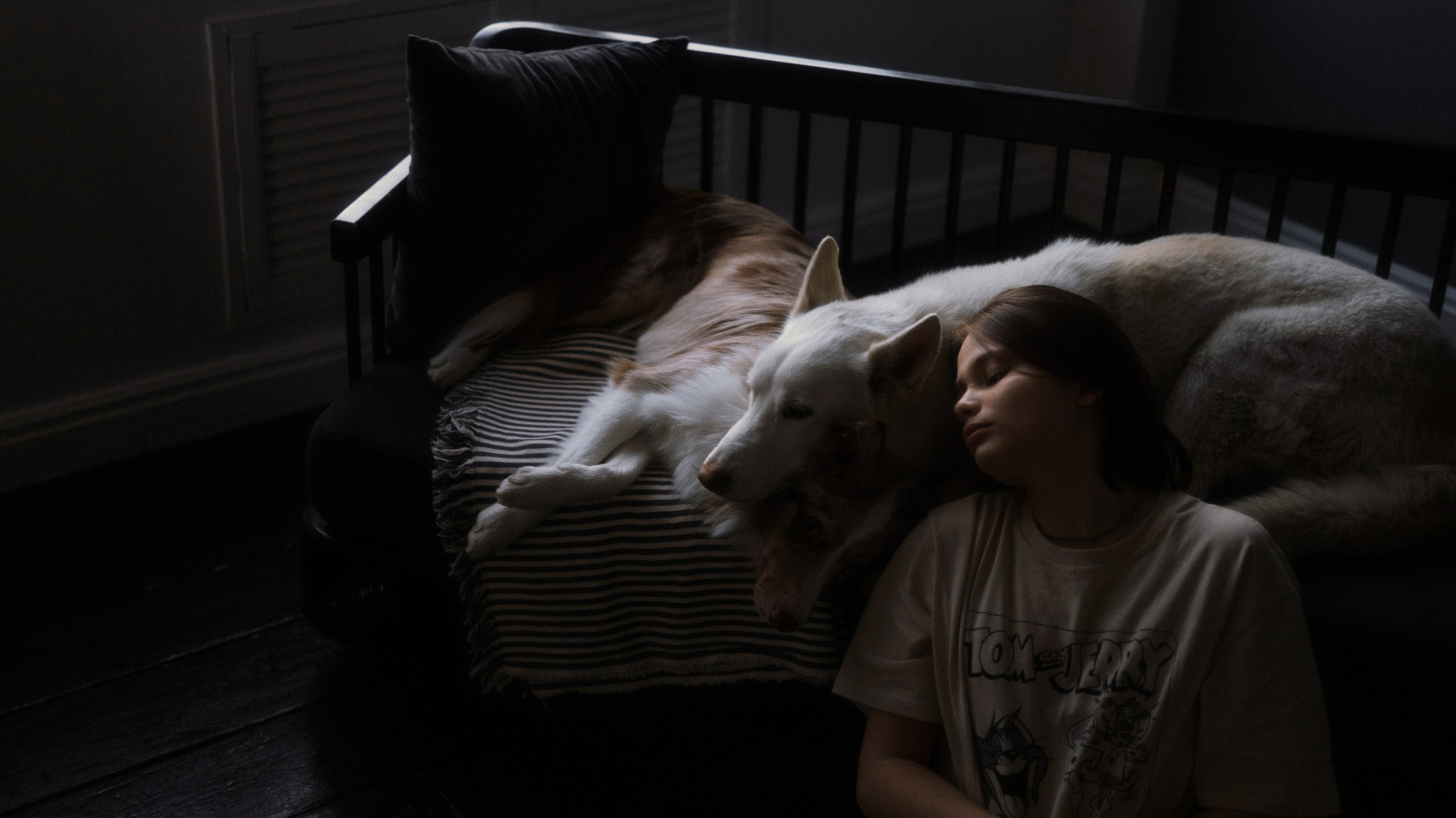 Аня, Дэймон и Грэй. Фотограф-анималист Богданова Полина