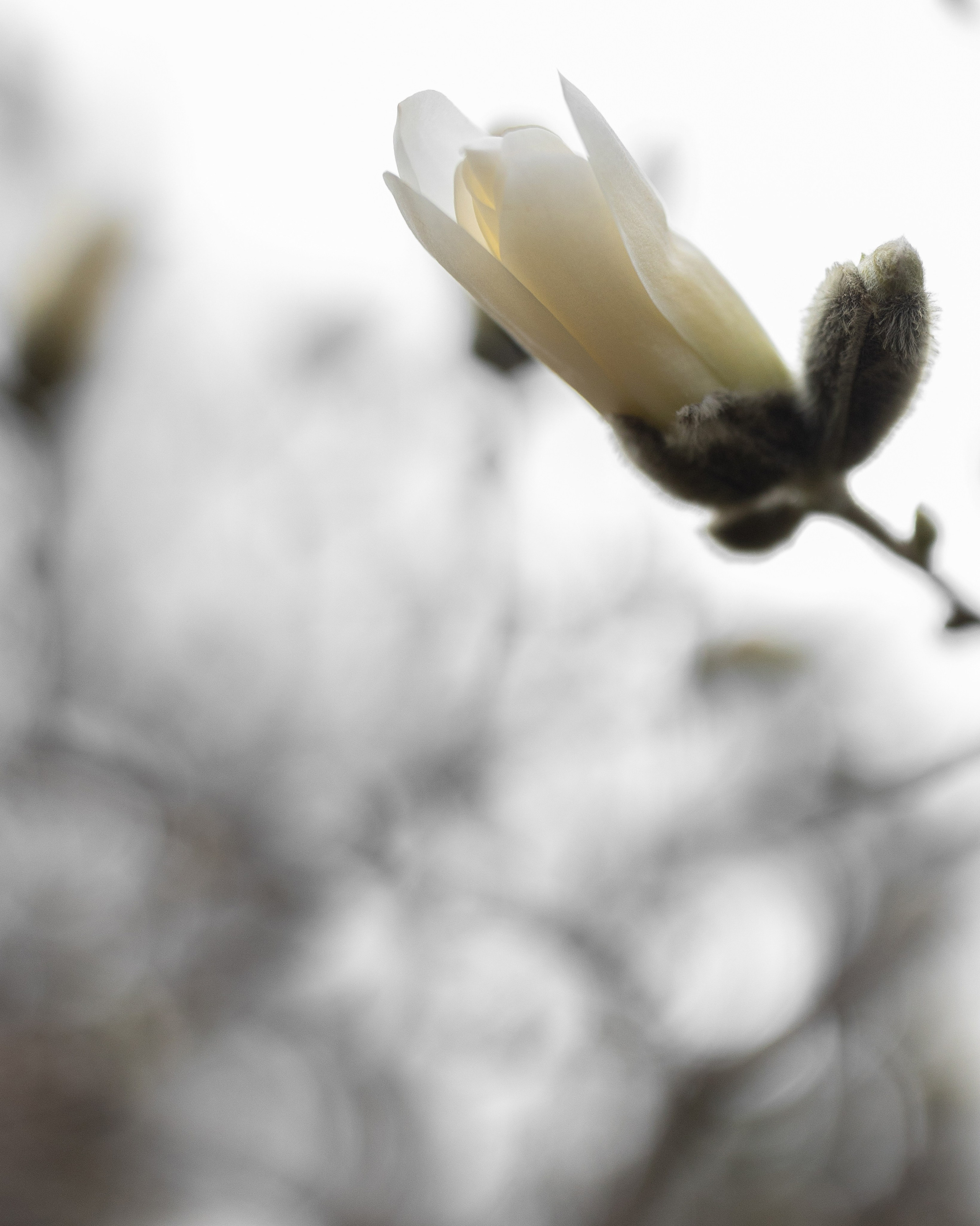 Екатерина и Владимир. Свадебный, портретный фотограф Москва