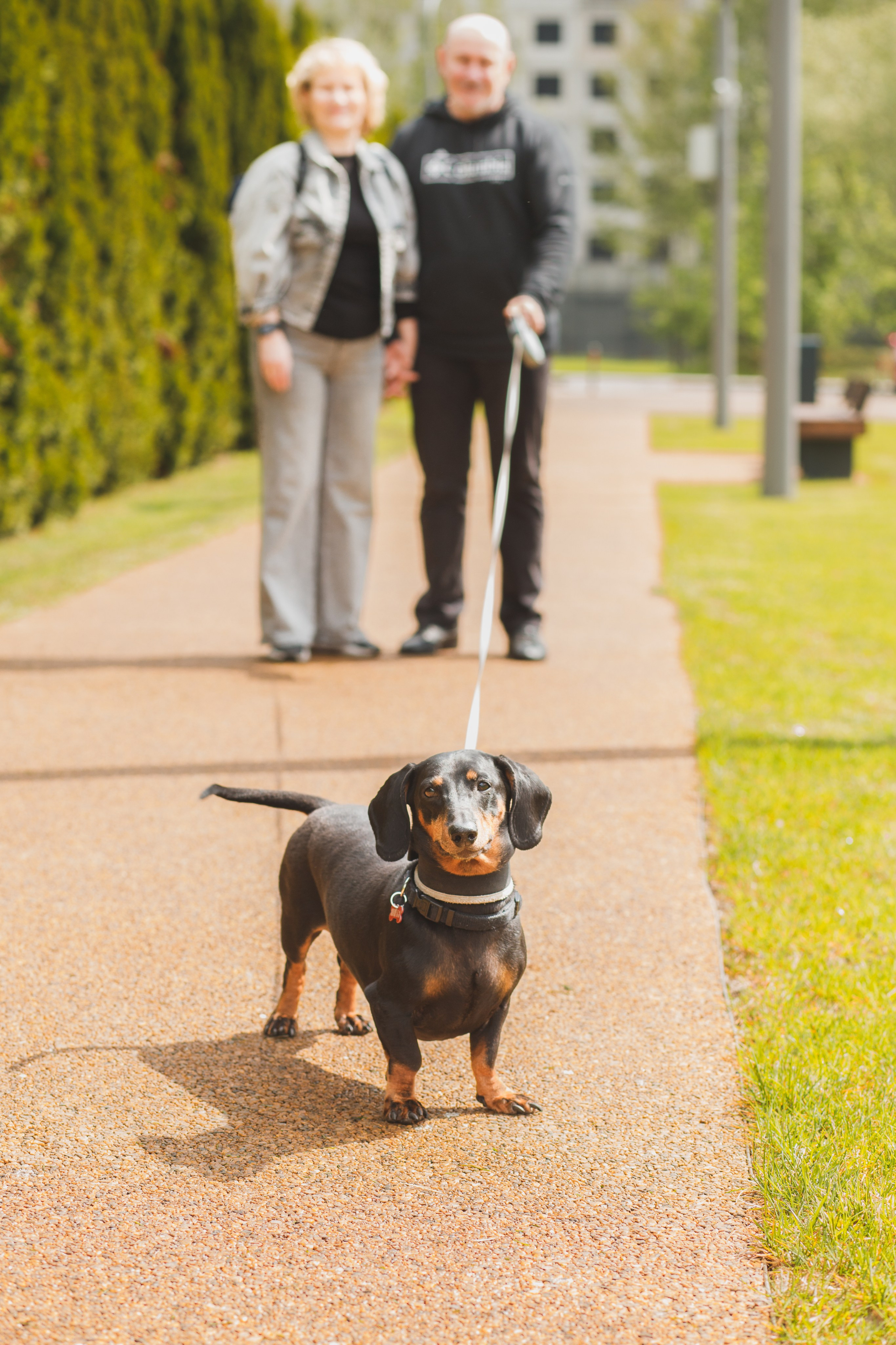 Фотопрогулка большой семьи с двумя собаками летом. Семейный и школьный фотограф в Москве Анна Ткач