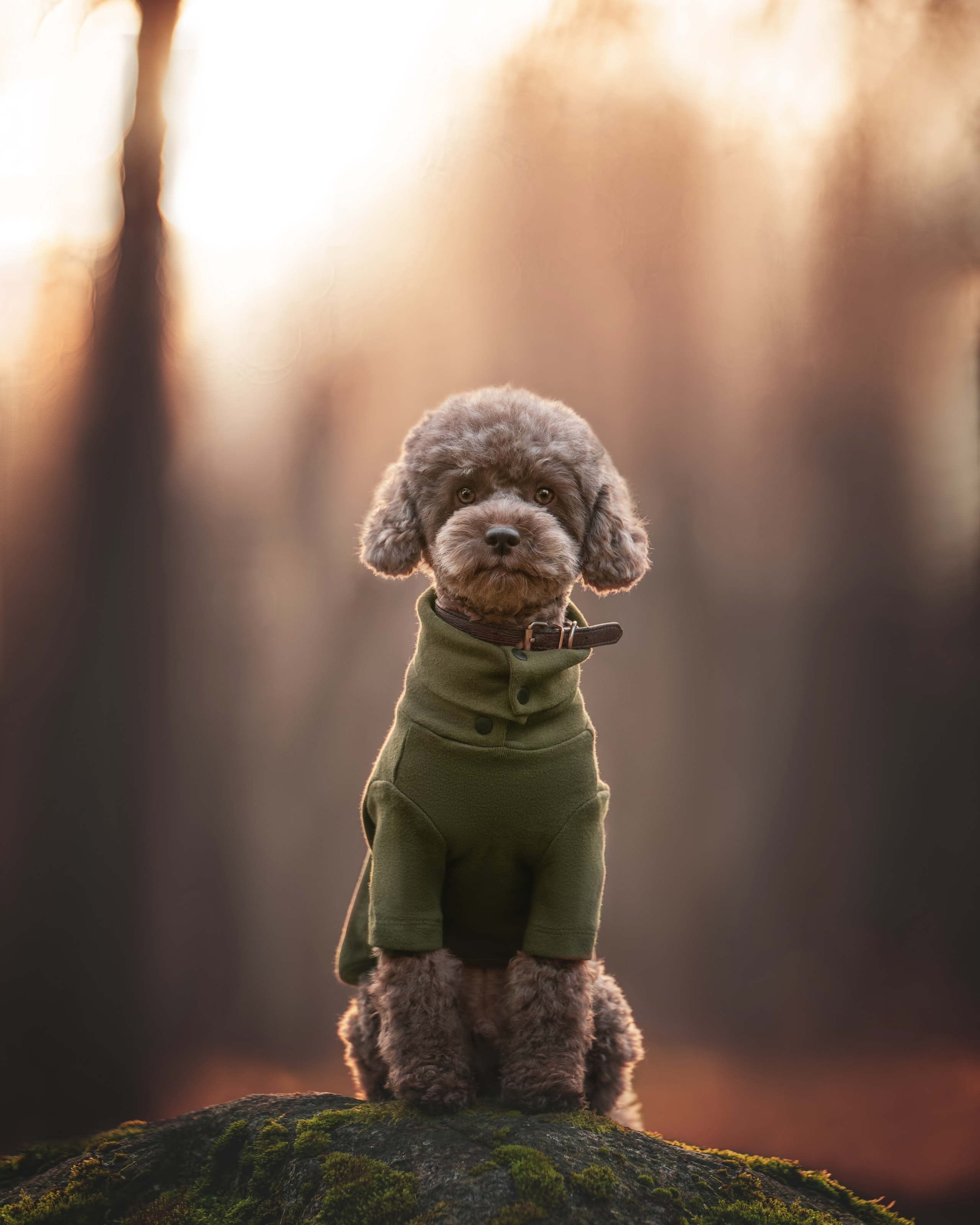 Миша и Лева. Фотограф анималист Осипчикова Мария