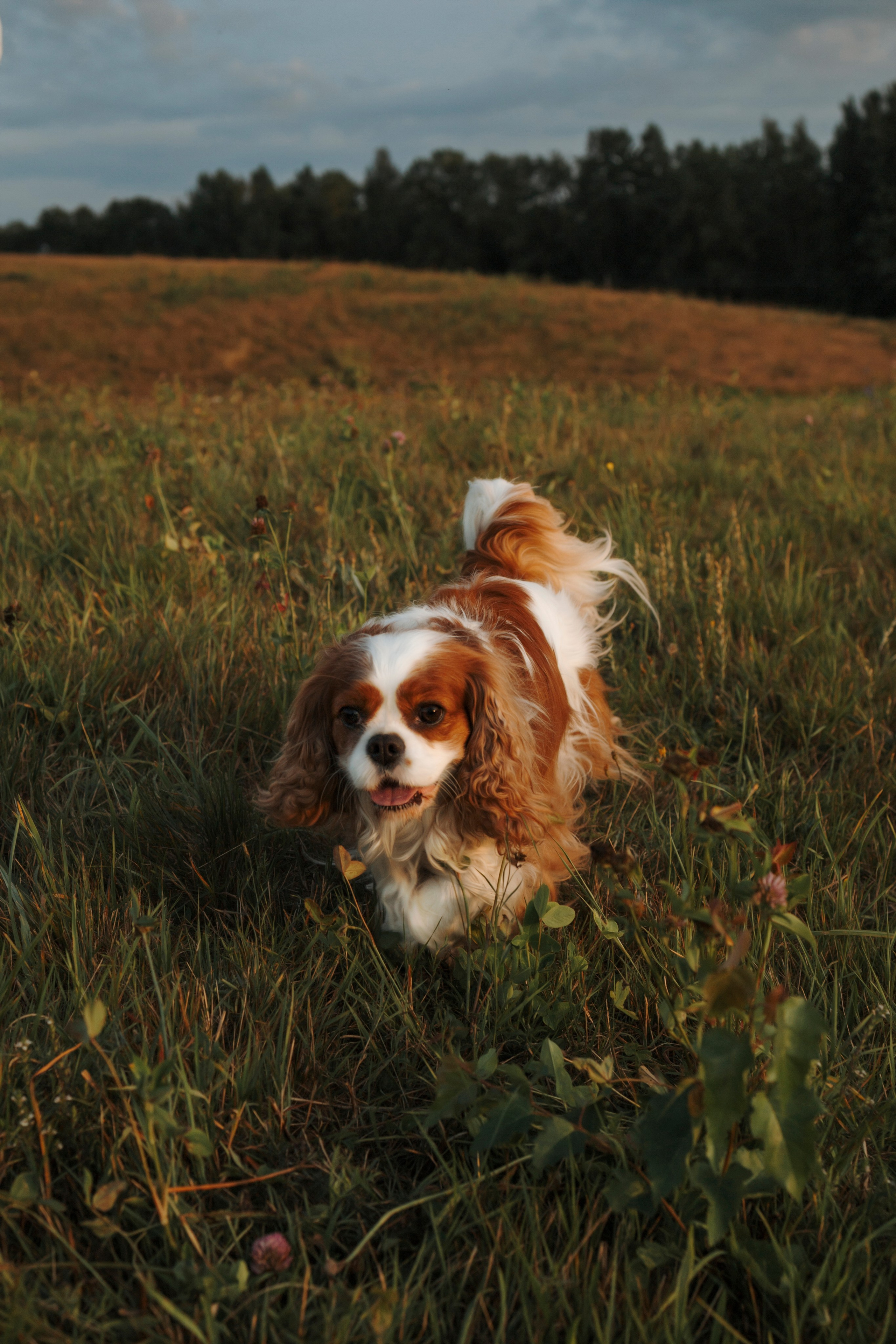 На закате Катерина, Луна и Рикки. Фотограф-анималист в Санкт-Петеребурге Титова Алиса