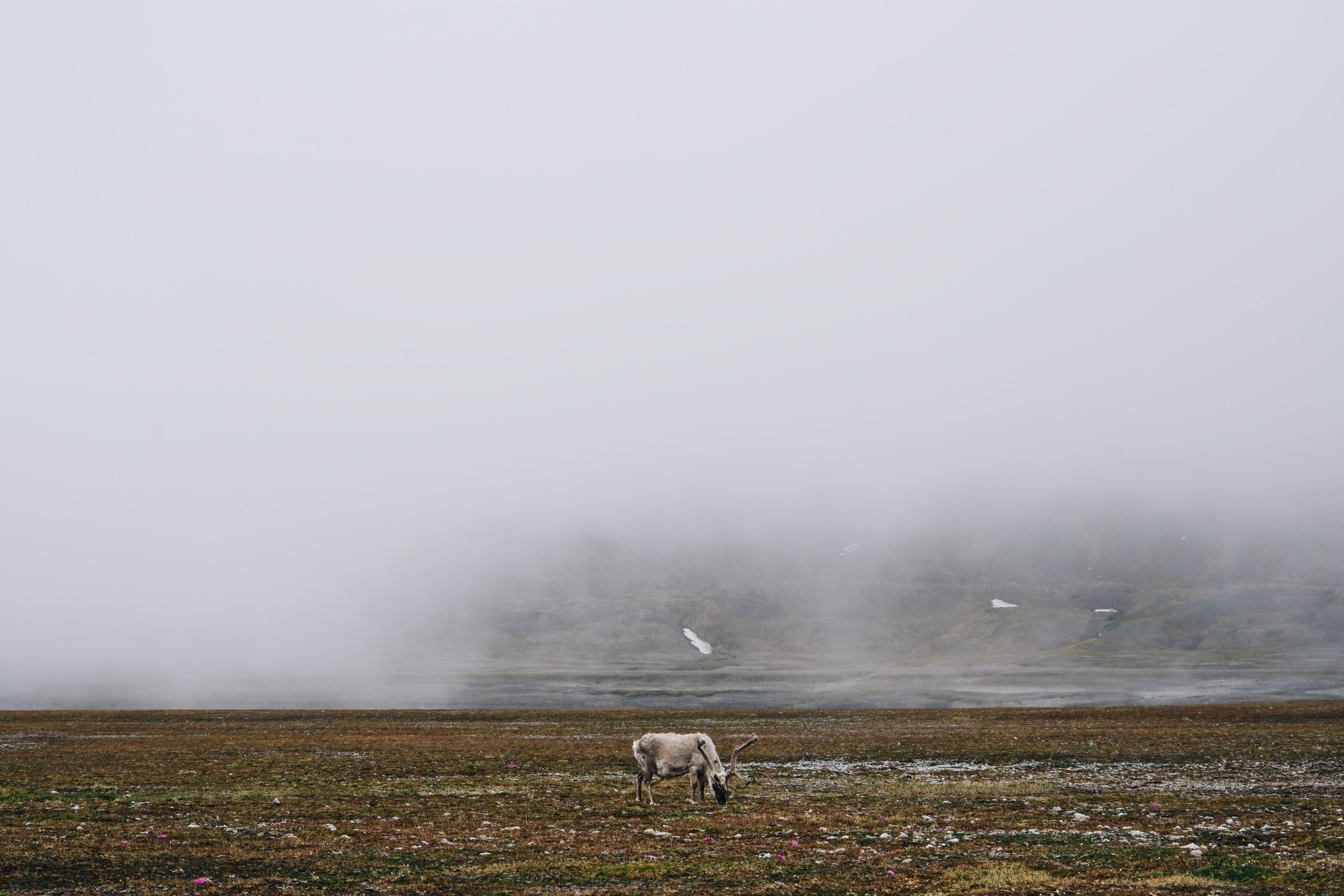 Экспедиция на Шпицберген (07.08.25 — 20.08.25). Фотограф Константин Шамин
