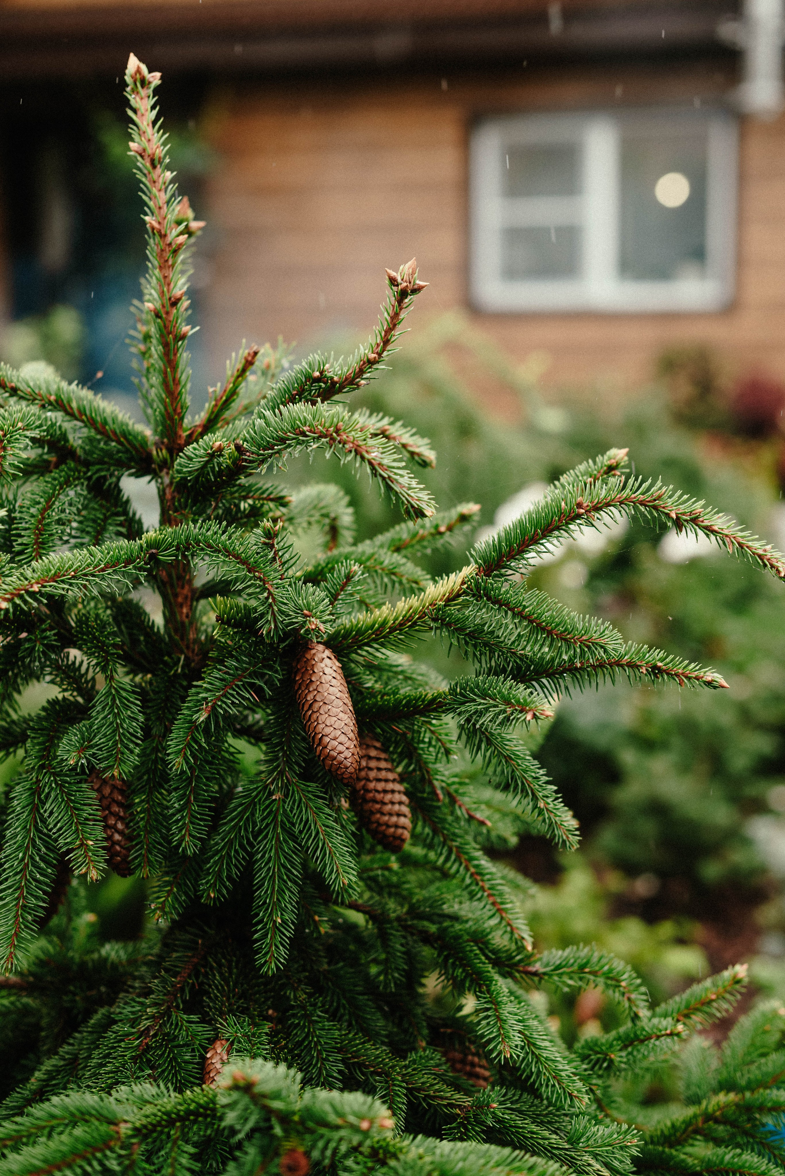 Лесное царство Оксаны. Свадебный и семейный фотограф в Новосибирске, Санкт-Петербурге, Москве