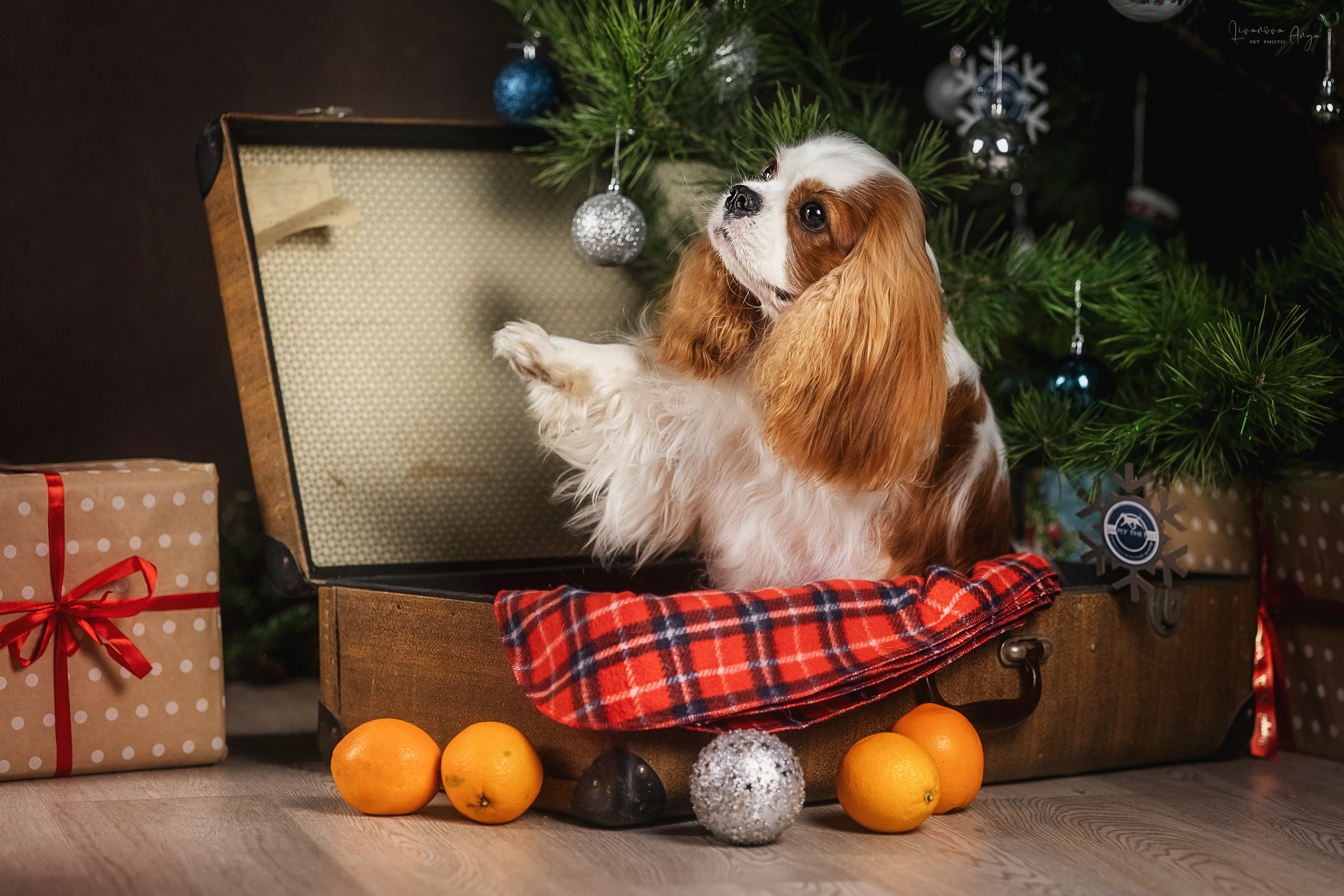 Фотодень_1 2025. Фотограф анималист Аня Ливанова | Рыбинск