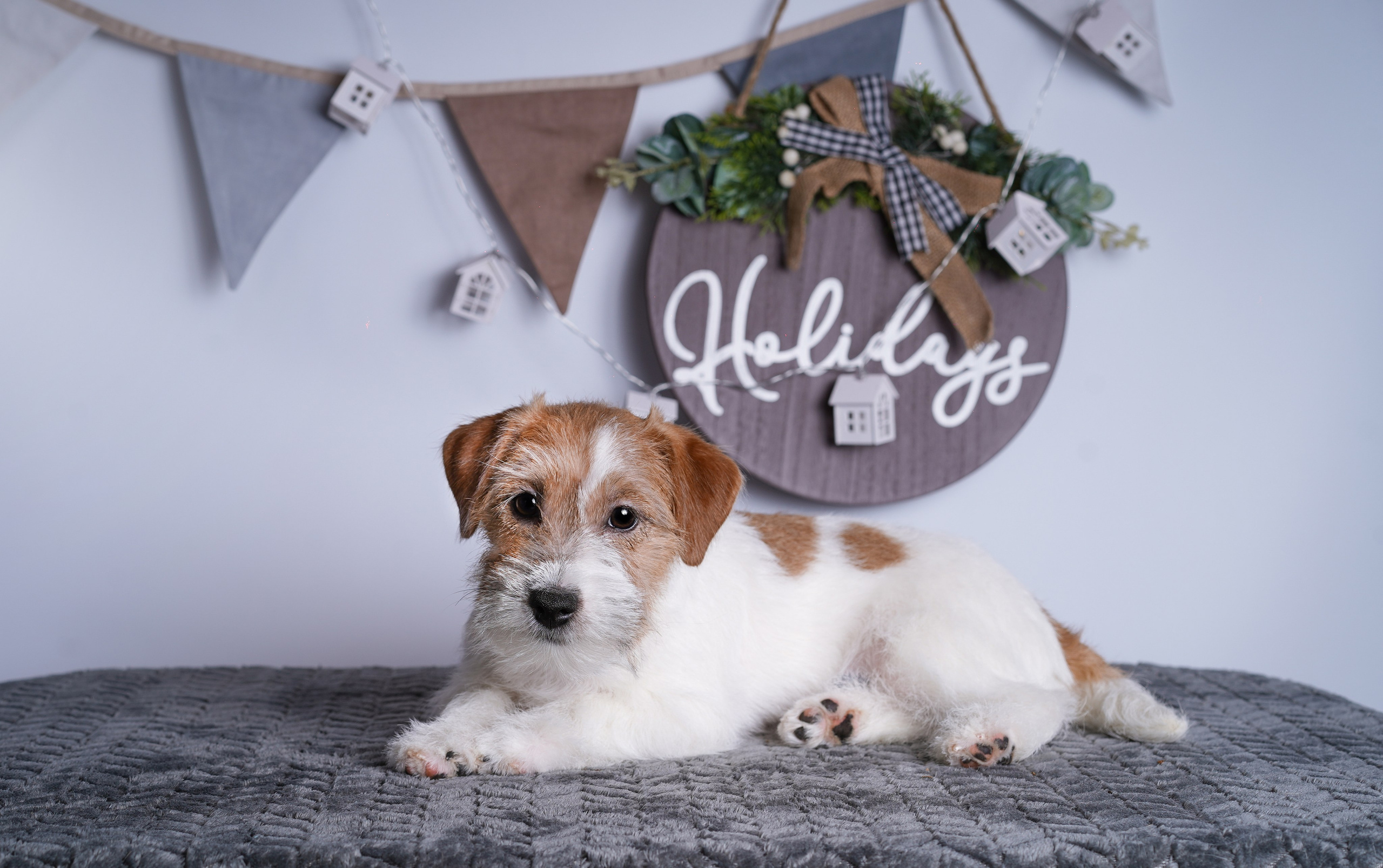 Щенки дрт. Фотограф-анималист в Санкт-Петербурге Яна Мартынова