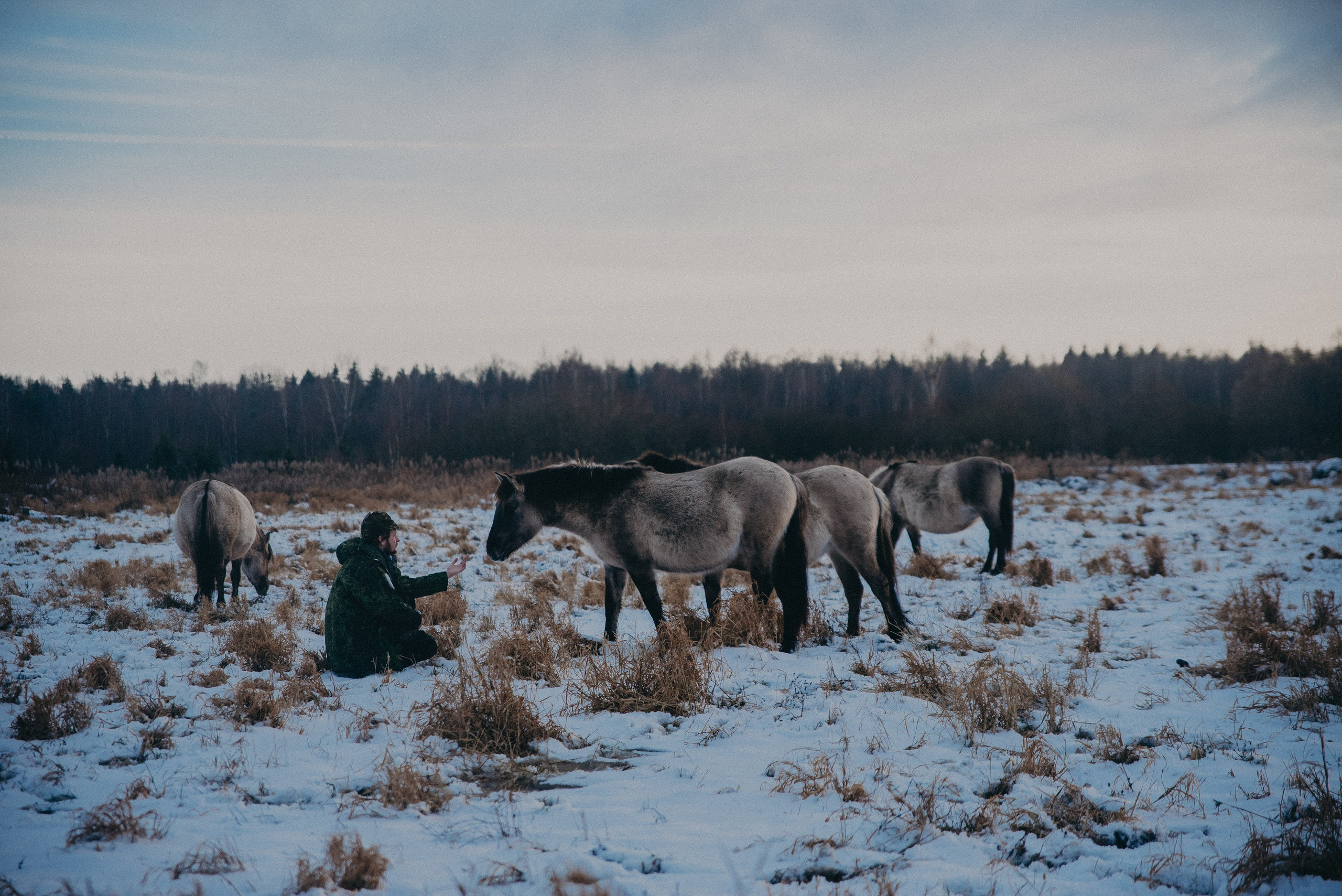 Тарпаны. Anita_photo