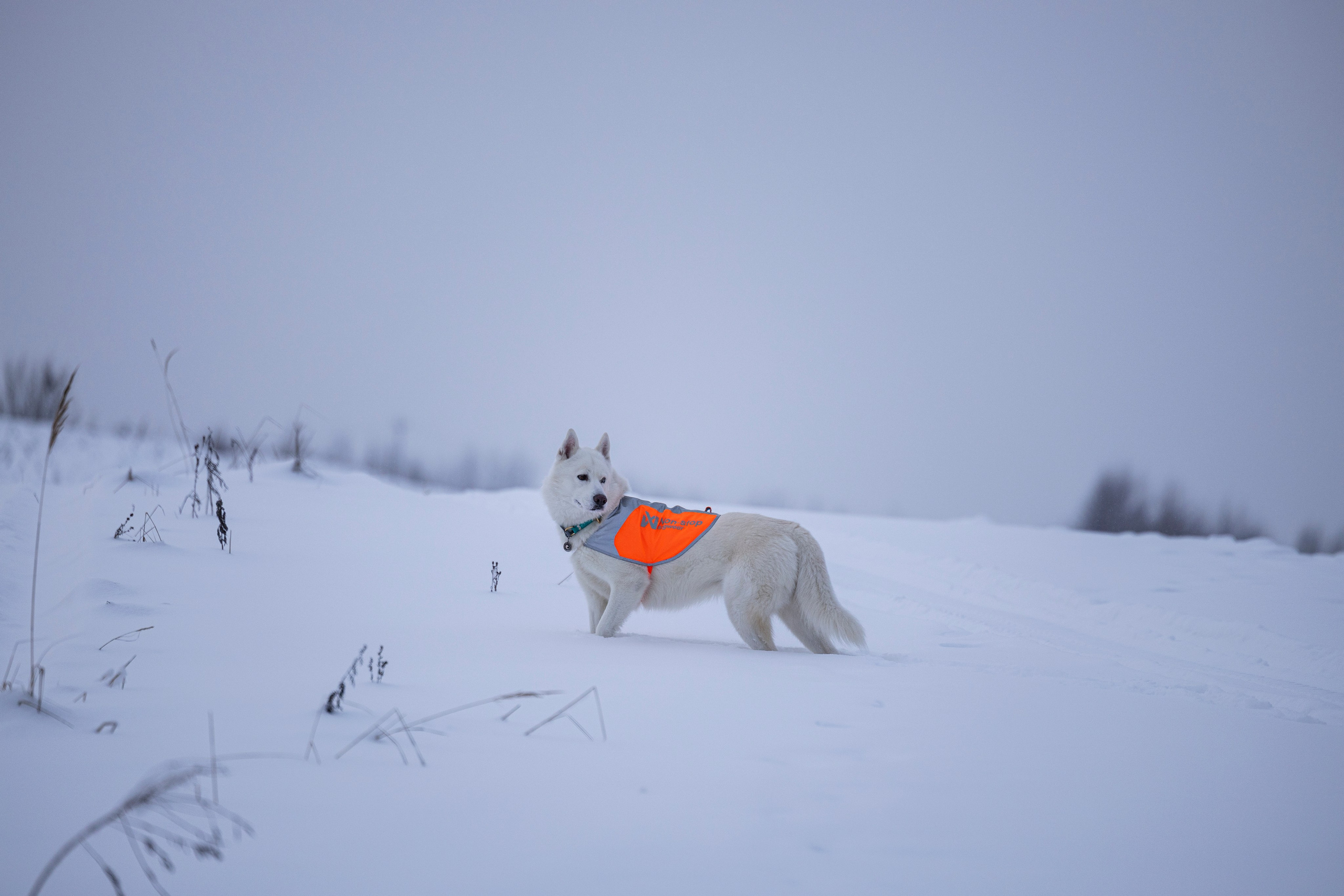 Рики и Гаруда. Фотограф-анималист Анна Маринич