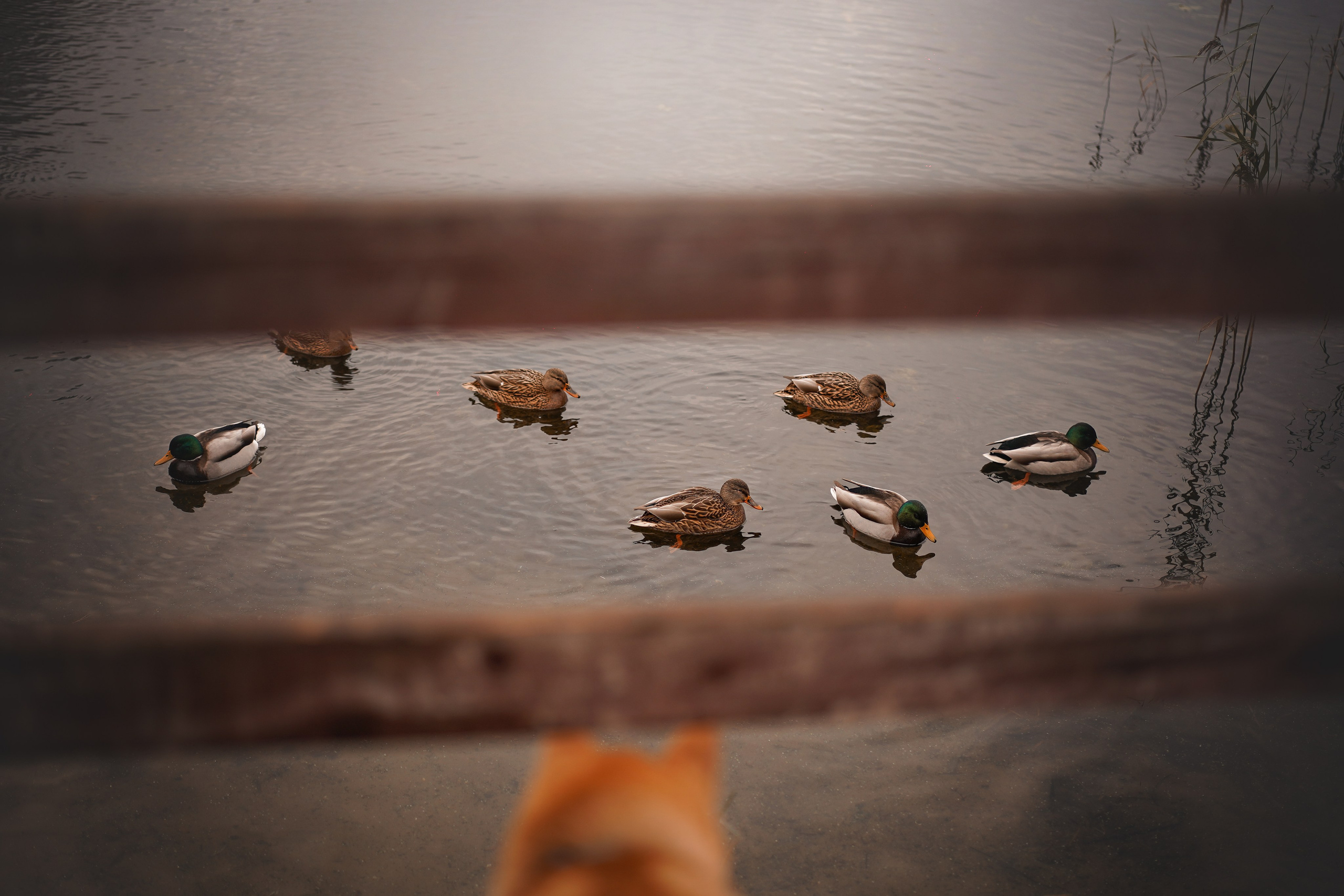 Алина и Юми. Фотограф-анималист в Санкт-Петербурге Яна Мартынова