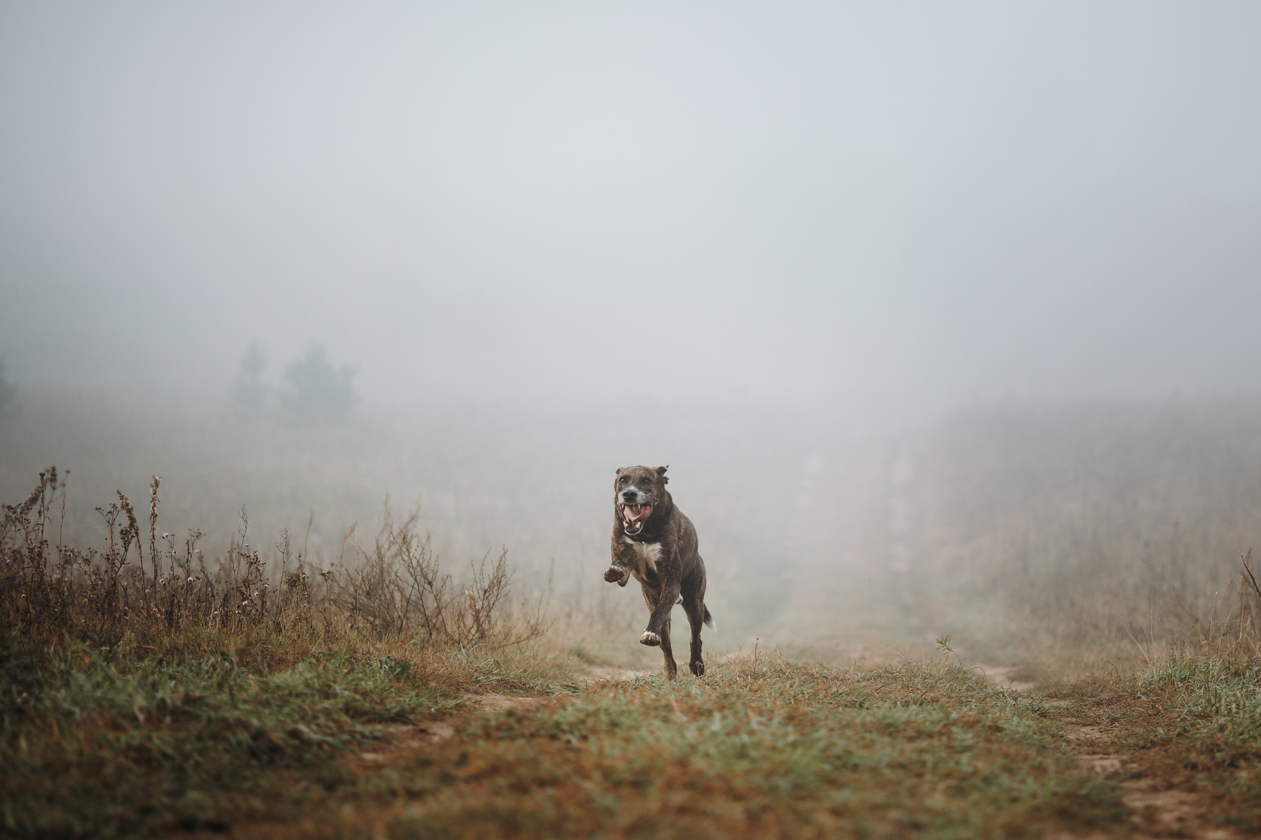 Любовь и ее хвостики. Фотограф — Анималист | Санкт-Петербург