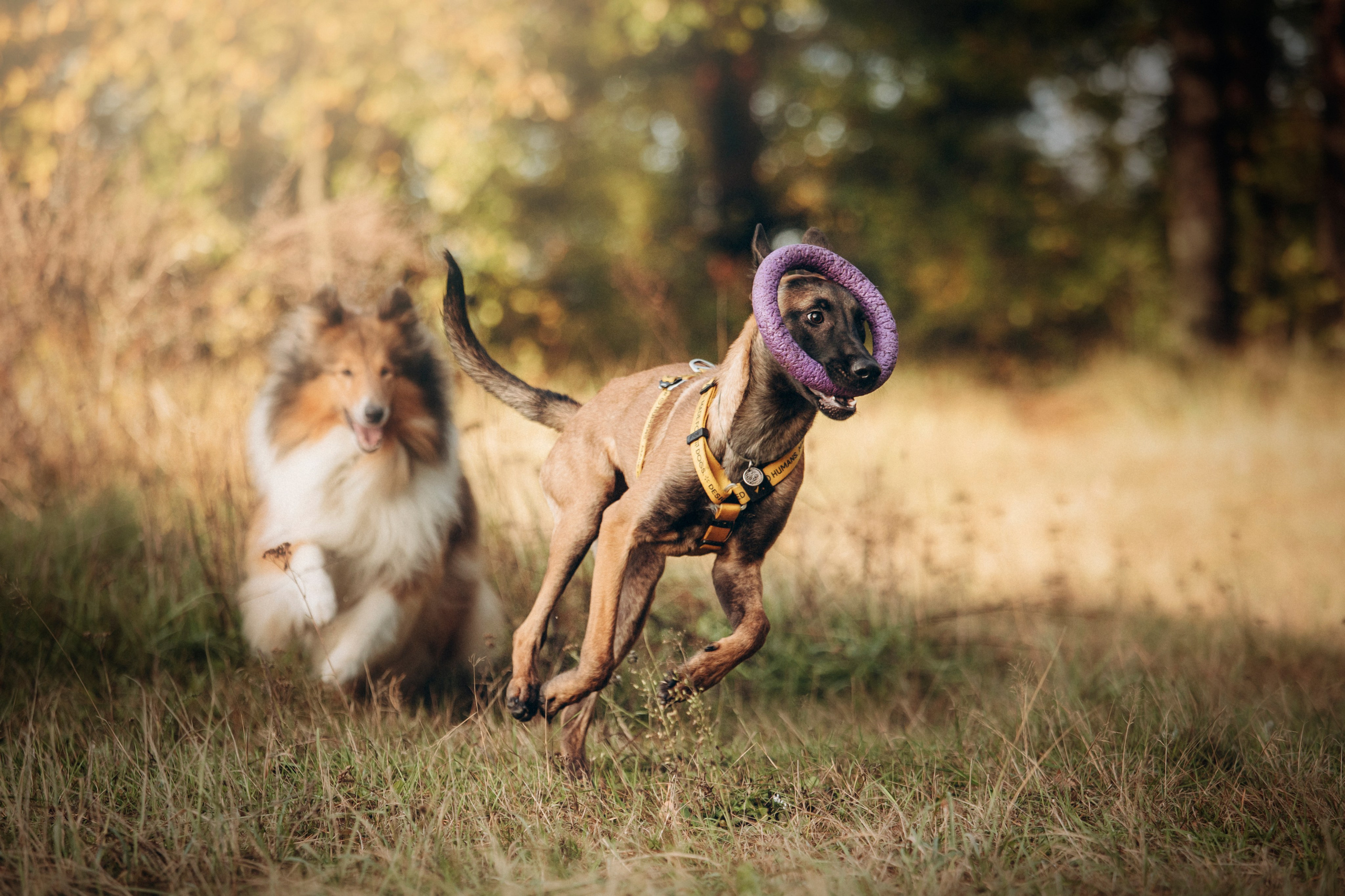 Трисс, Эста, Яся и их семья. Фотограф — Анималист | Санкт-Петербург