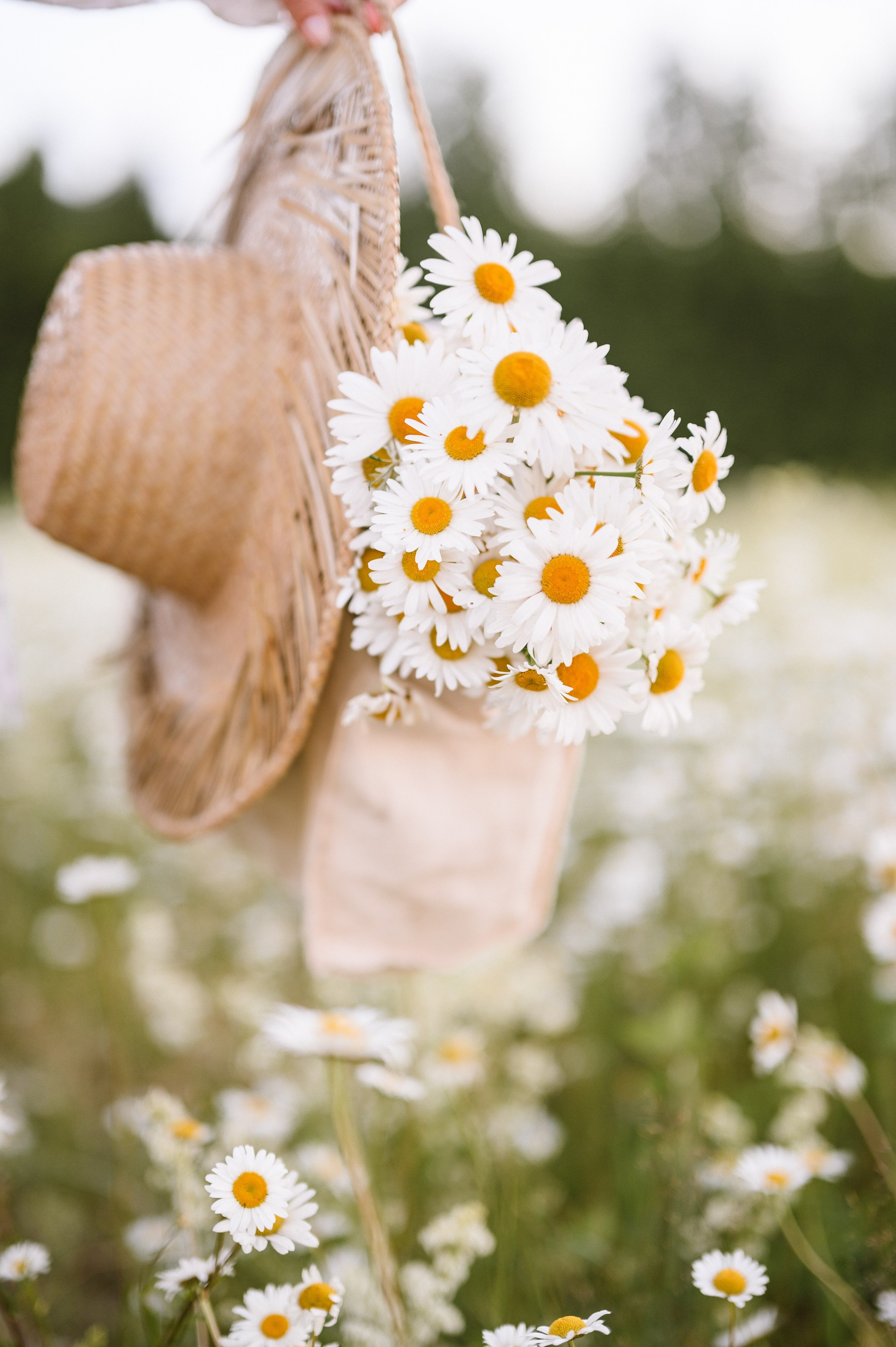 Съёмка в цветущем ромашковом поле. Semerlina.ru