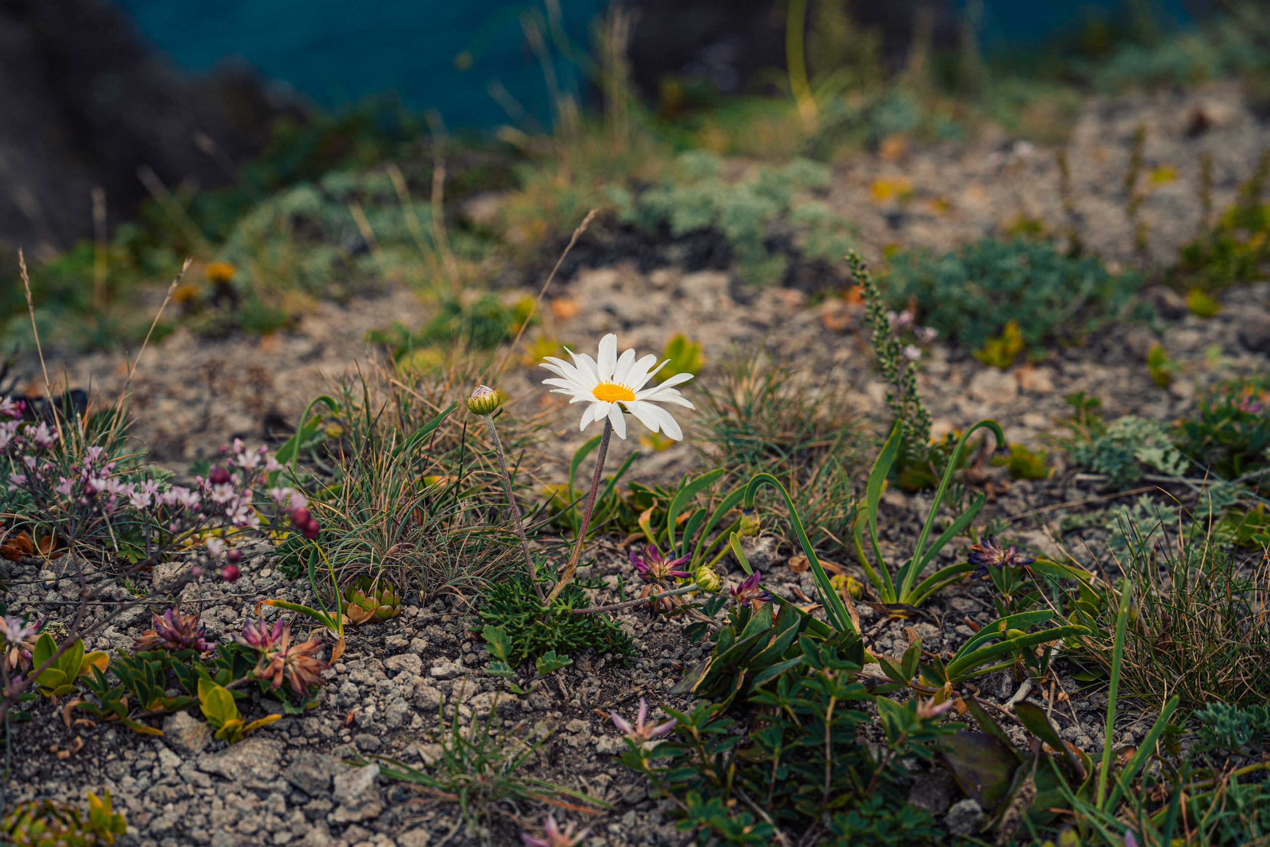 Бухта Дубовая. Иван Зайцев (IZIART) — создание культурного кода через фото и видео