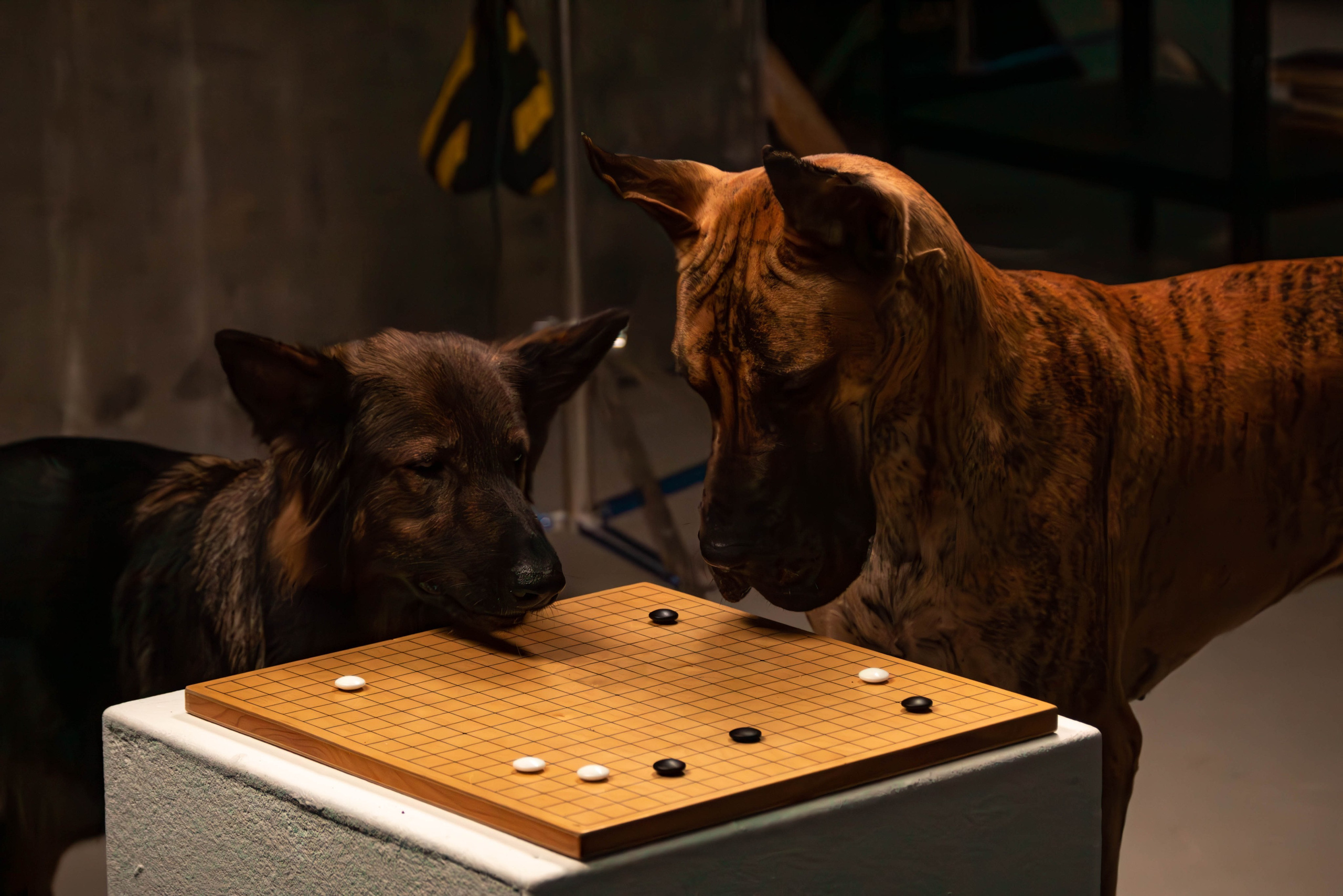 Елена, Honney Highlight и Эрафия. Фотограф анималист — Тула, Москва