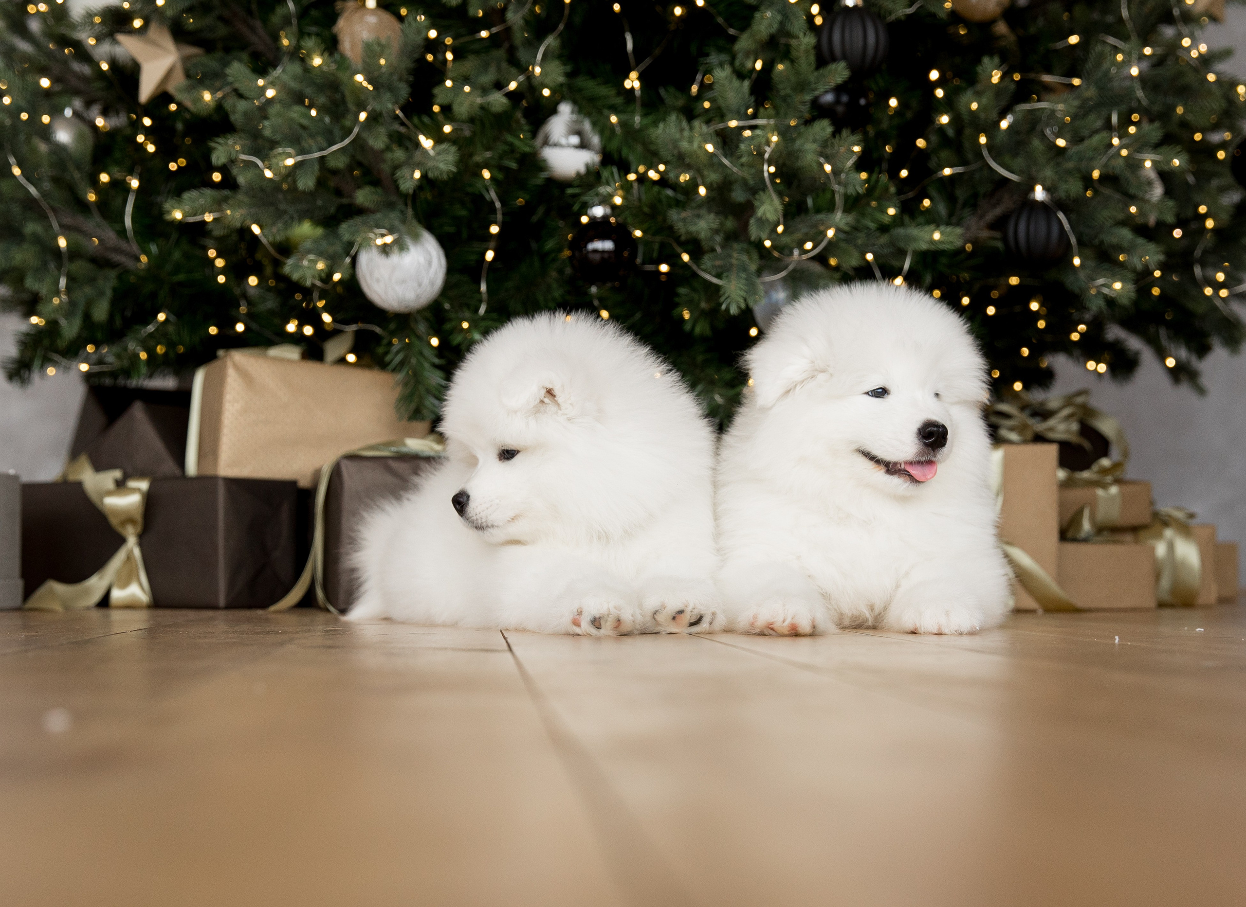 Помет «К» 17.09.2021 д. р. Самоед Новосибирск