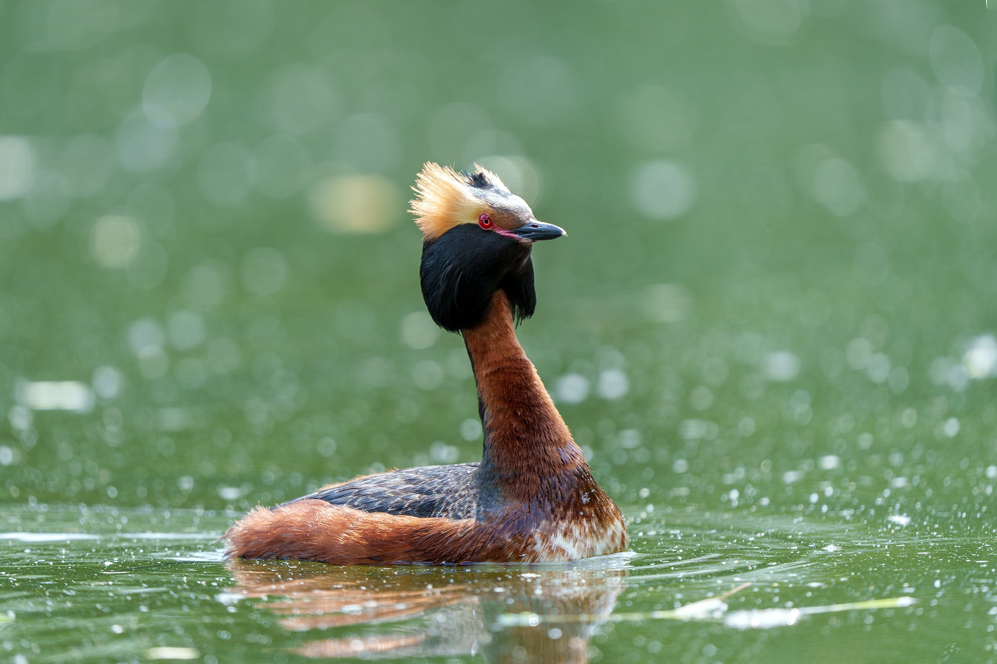 Удивительные мир птиц. Вокруг нас столько прекрасного — присмотритесь!. Ваш личный фотограф Марина Волкова