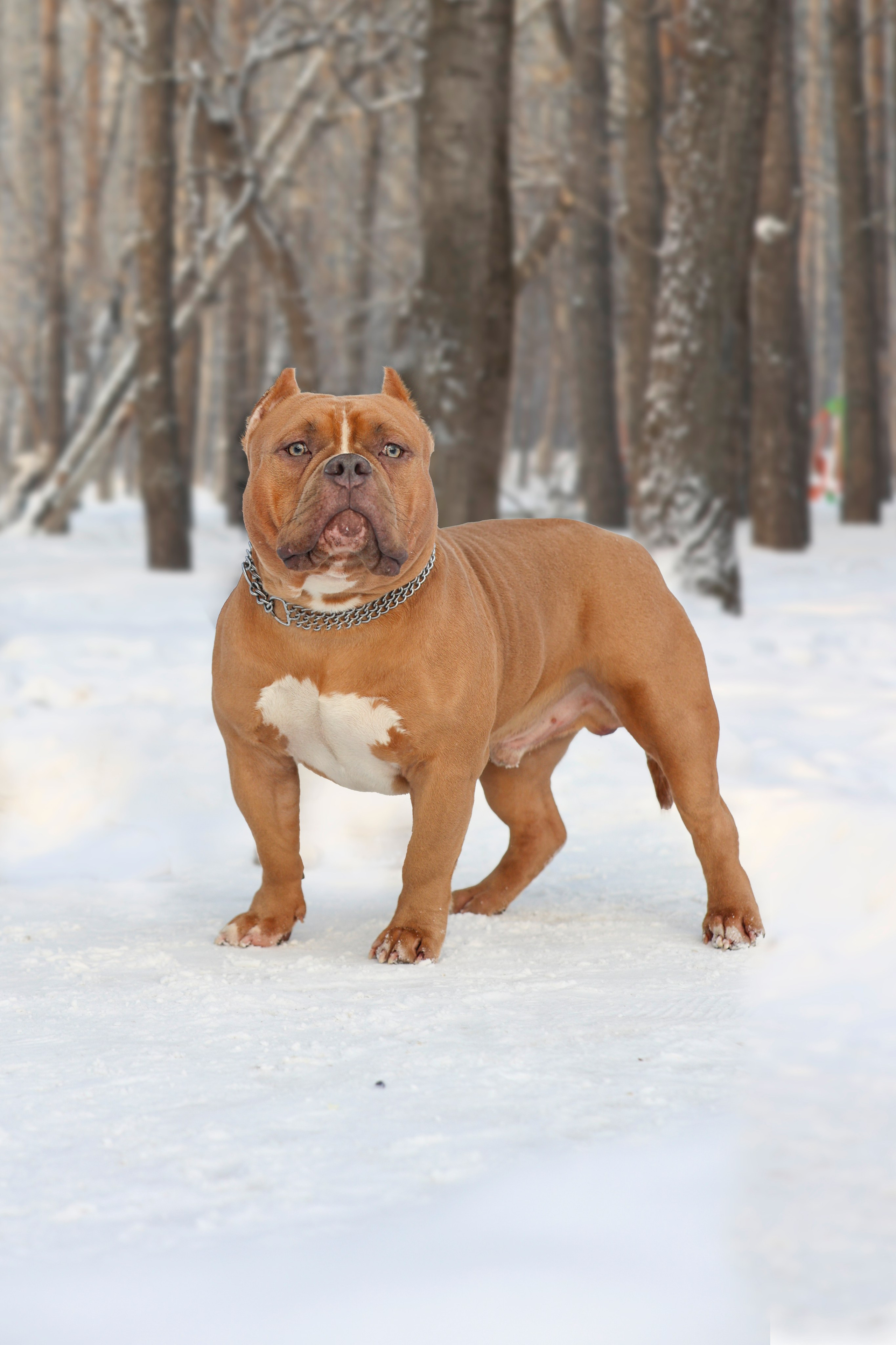 Американский булли!. Фотограф 📸 семейный, предметный, репортажный