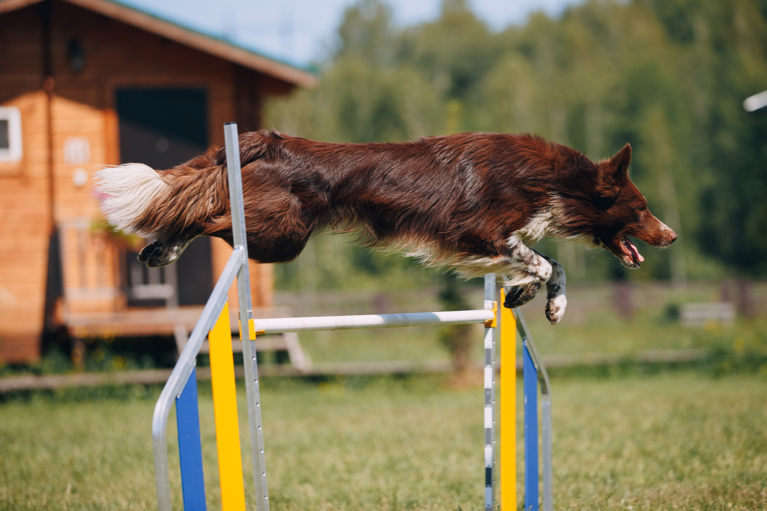 Кинологический лагерь в Горыныче. Фотограф анималист Кристина Карпова, Москва