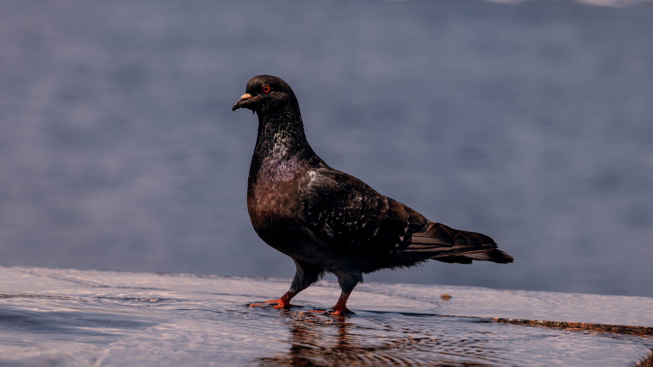 Парад судов. Фотограф в Самаре Вадим Грязнов